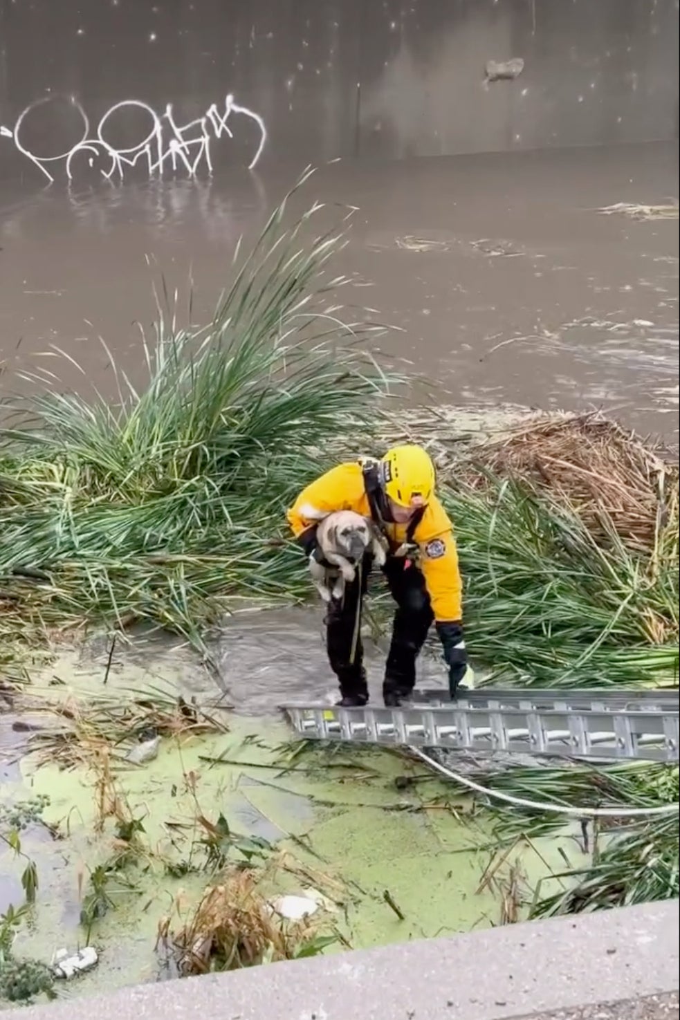 Dog Rescued-California Flooding