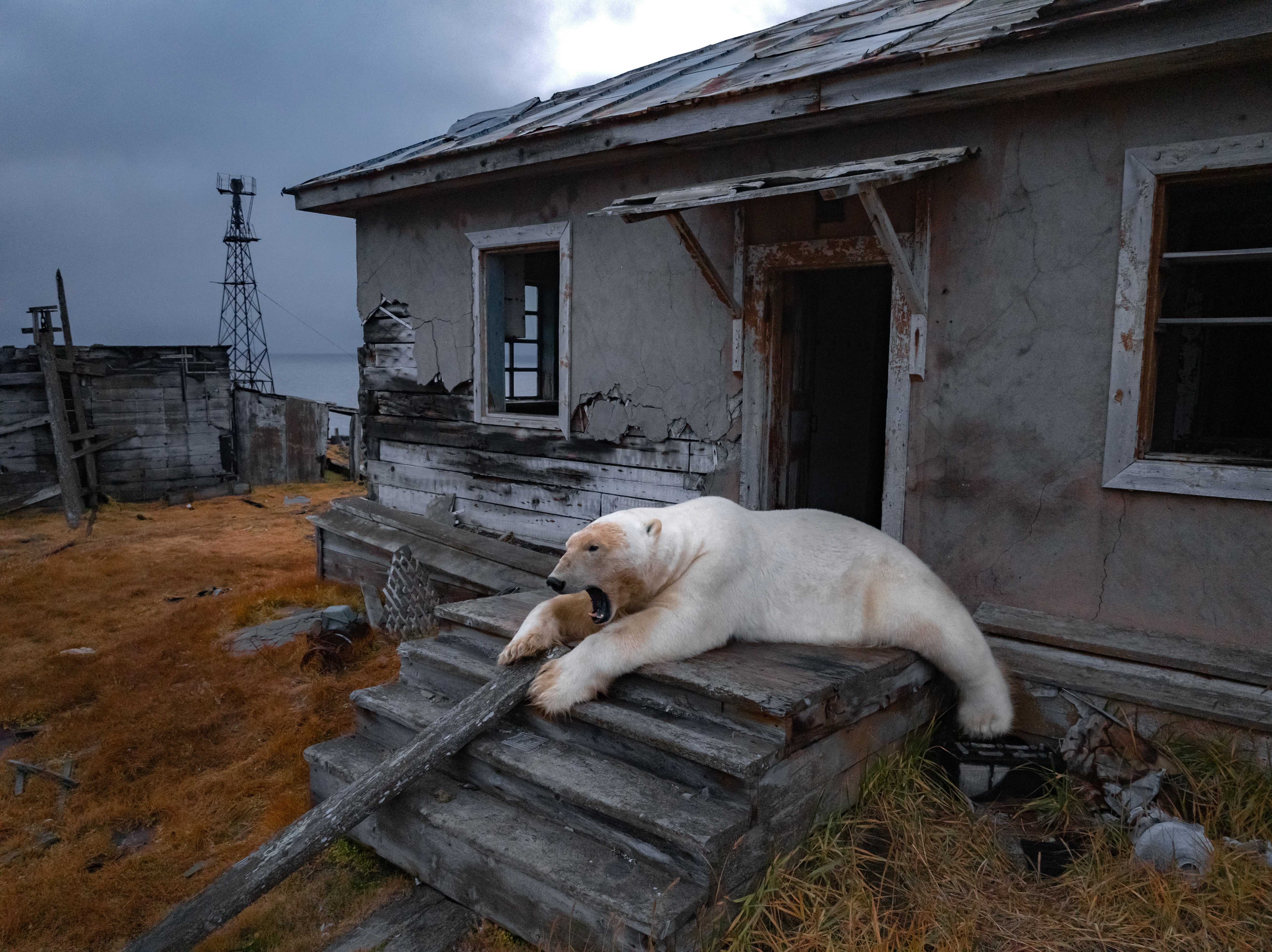 <p>A polar bear is seen at an abandoned research station on Koluchin Island, off Chukotka, Russia, in the country's Far East</p>