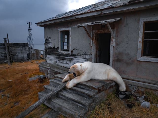 <p>A polar bear is seen at an abandoned research station on Koluchin Island, off Chukotka, Russia, in the country's Far East</p>