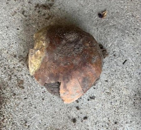 A human skull more than 4,000 years old has been found in Indiana, with the local coroner’s office calling it a 'remarkable discovery'