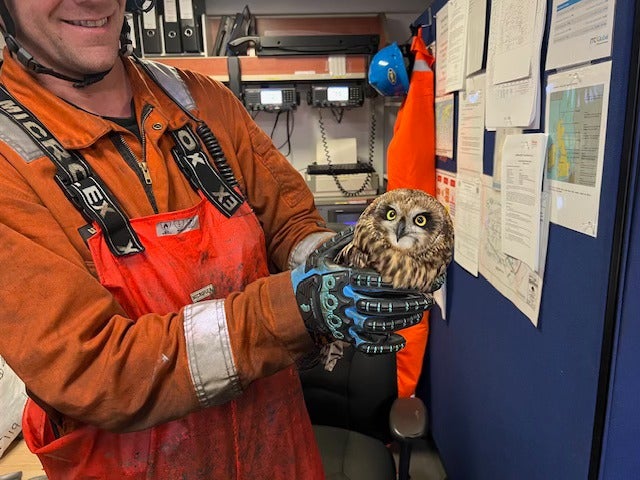 It is believed the owl came into difficulties during Storm Amy