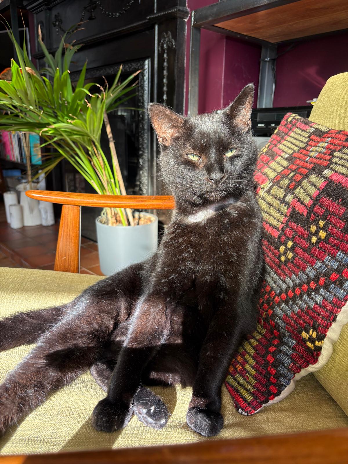 You won’t believe what my vet just charged me for my cat