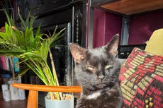 You won’t believe what my vet just charged me for my cat