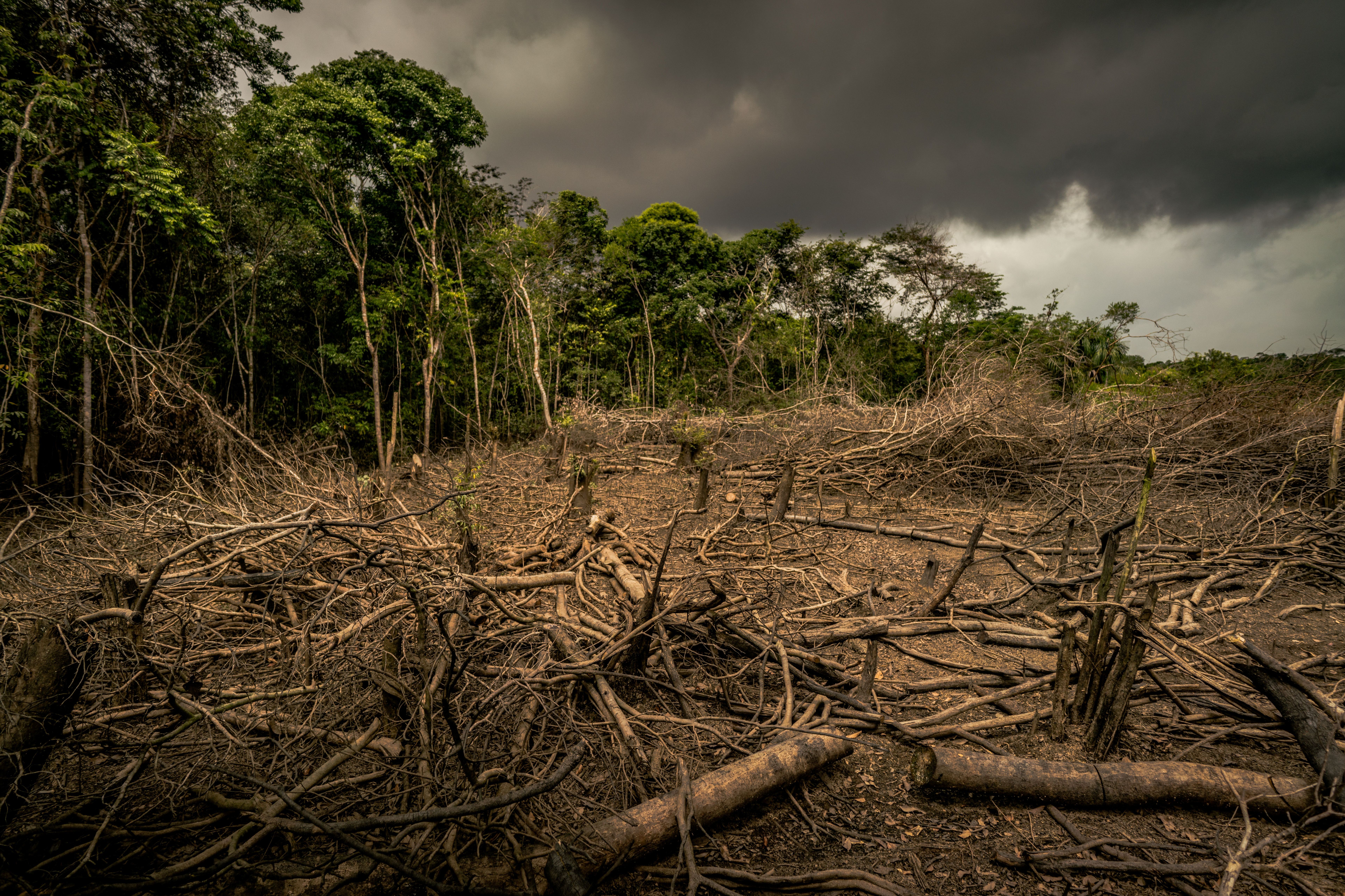 WWF is urging supermarkets to tackle deforestation in their supply chains (Luis Barreto/WWF-UK/PA)