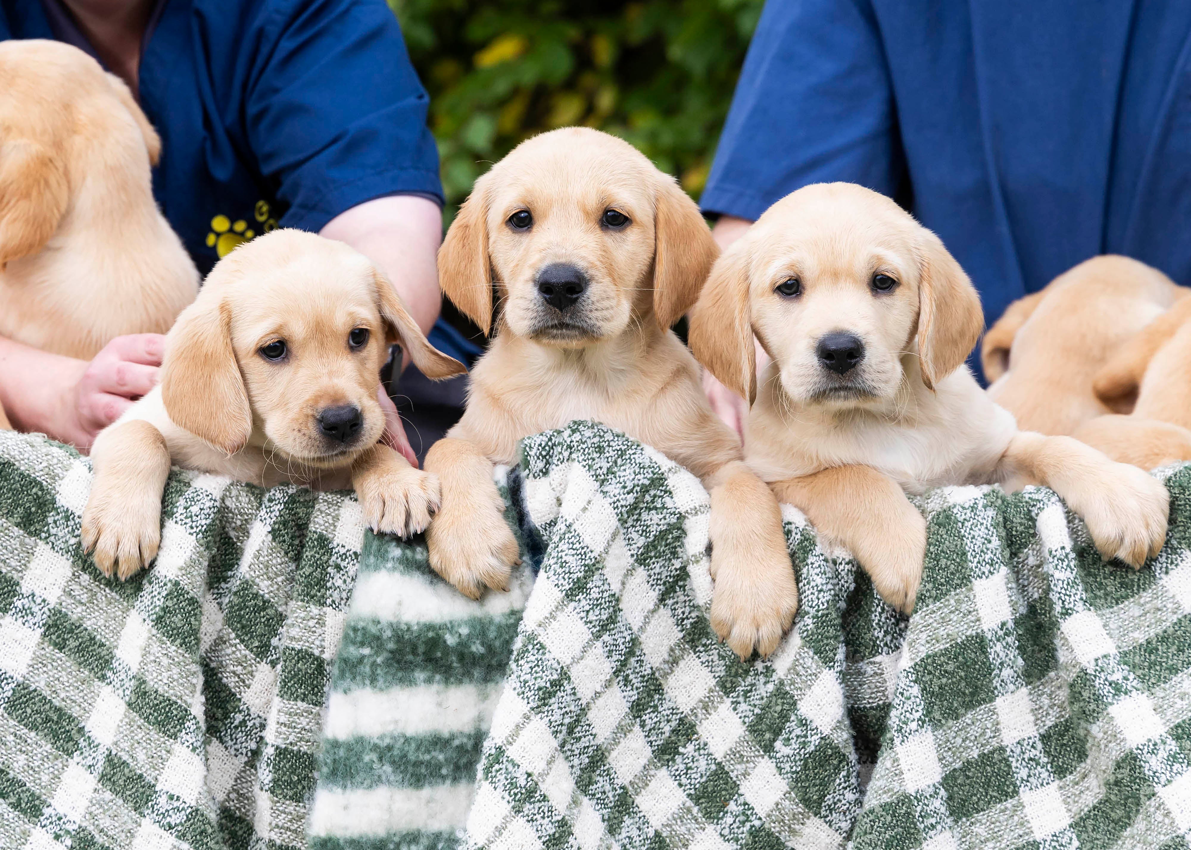 13 puppies were born to mother Yori in August this year