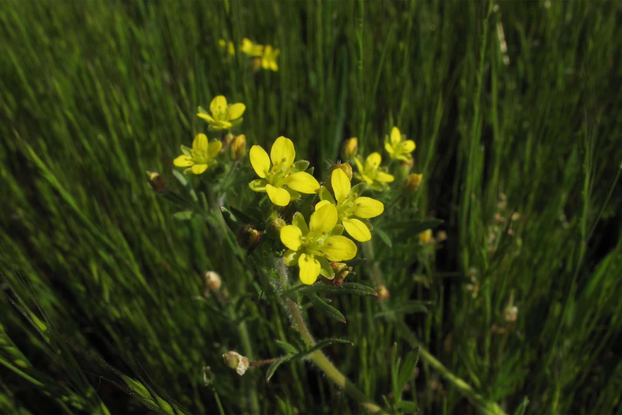 The caper-fruited tropidocarpum hadn’t been seen in Northern California’s Contra Costa County for decades – until last March