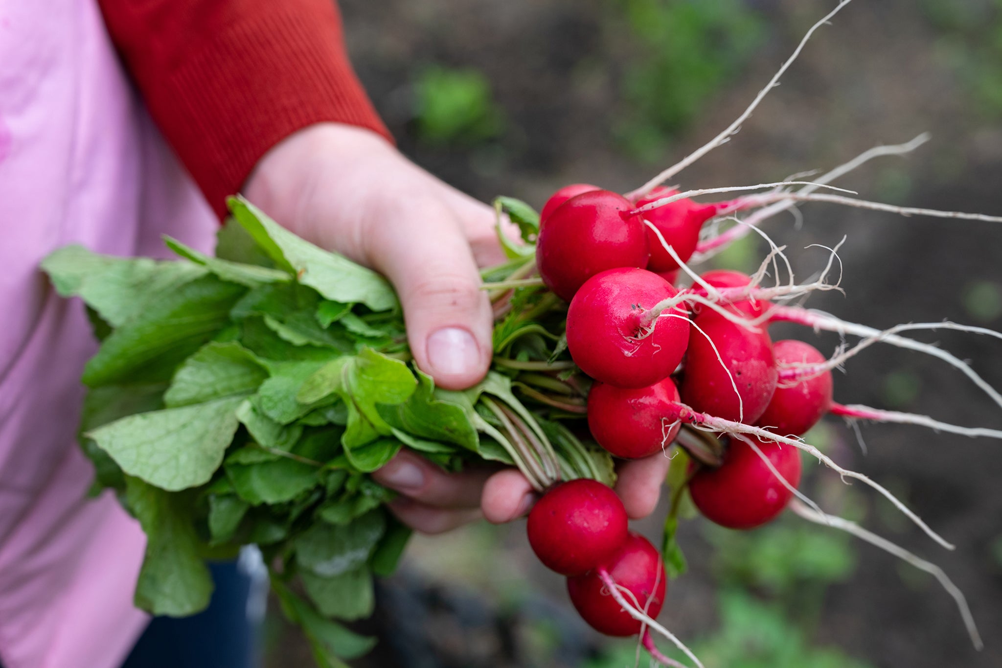 Early crops such as radishes can be sown in a greenhouse in January