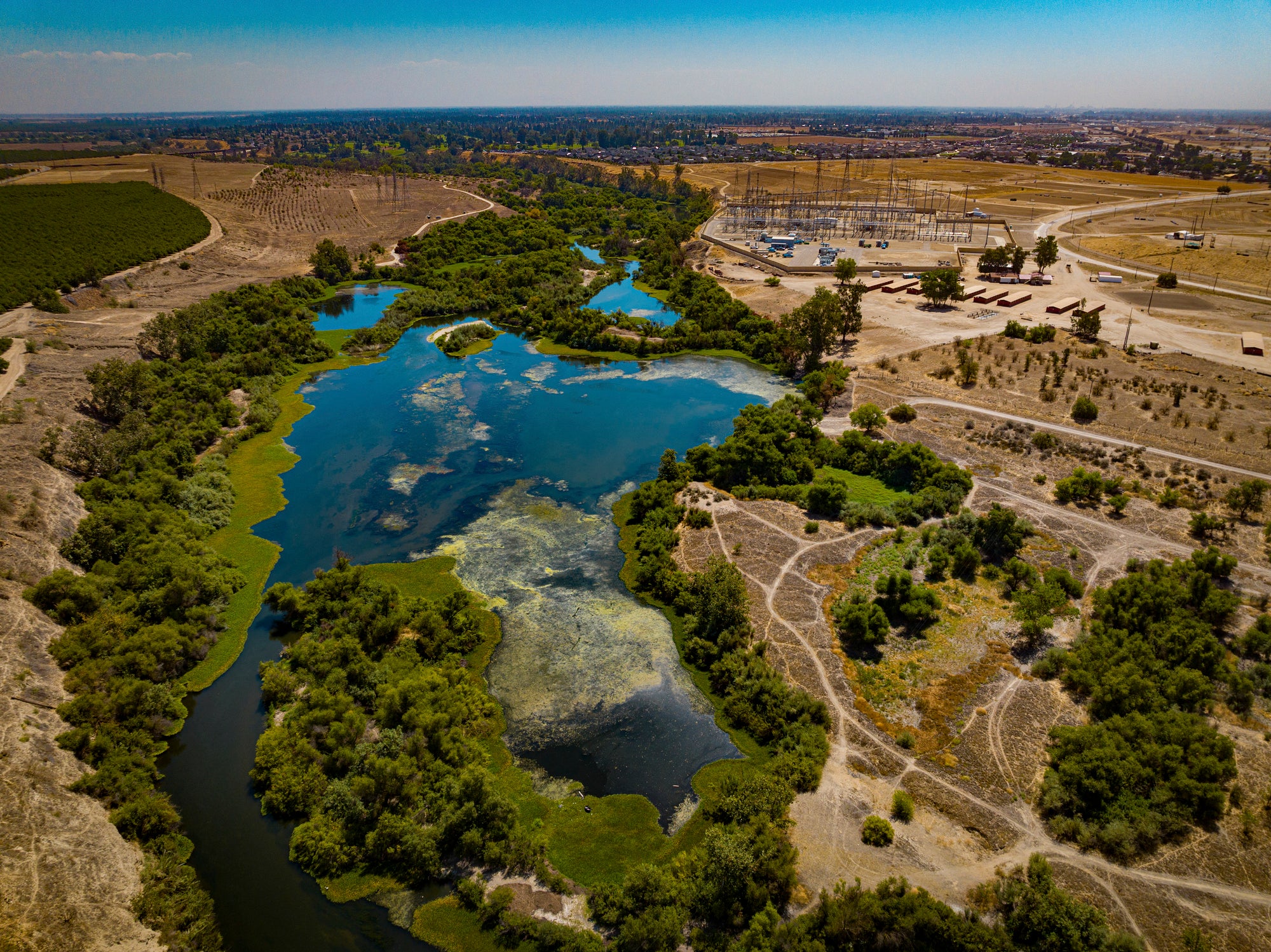 The caper-fruited tropidocarpum lined the San Joaquin River back in 1888. Since then, it’s been considered endangered
