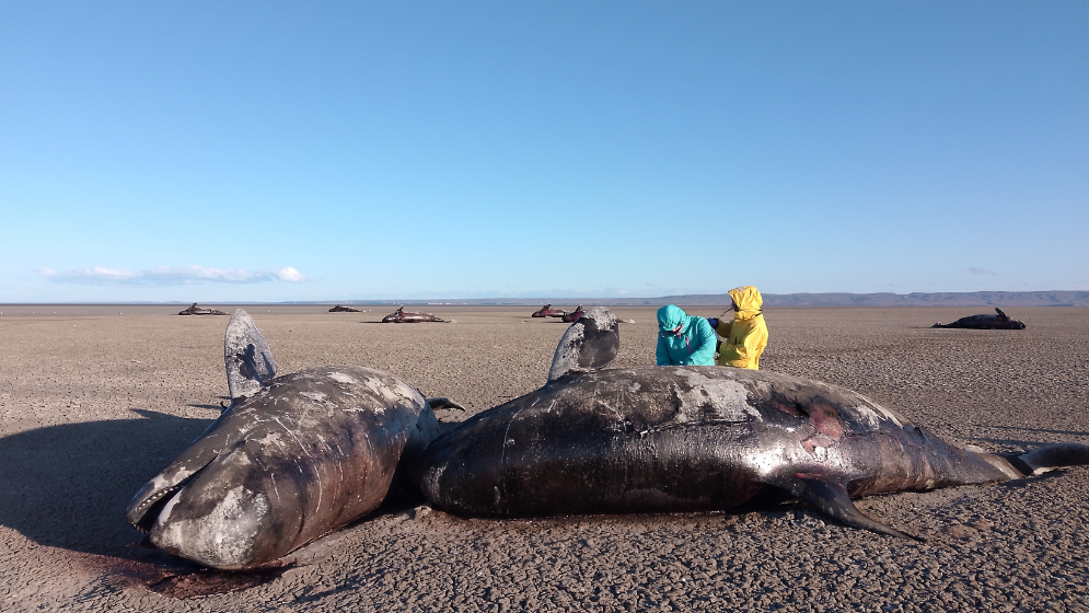 Specialists examine the orcas founded stranded in San Sebastián Bay in Argentina's Tierra del Fuego province