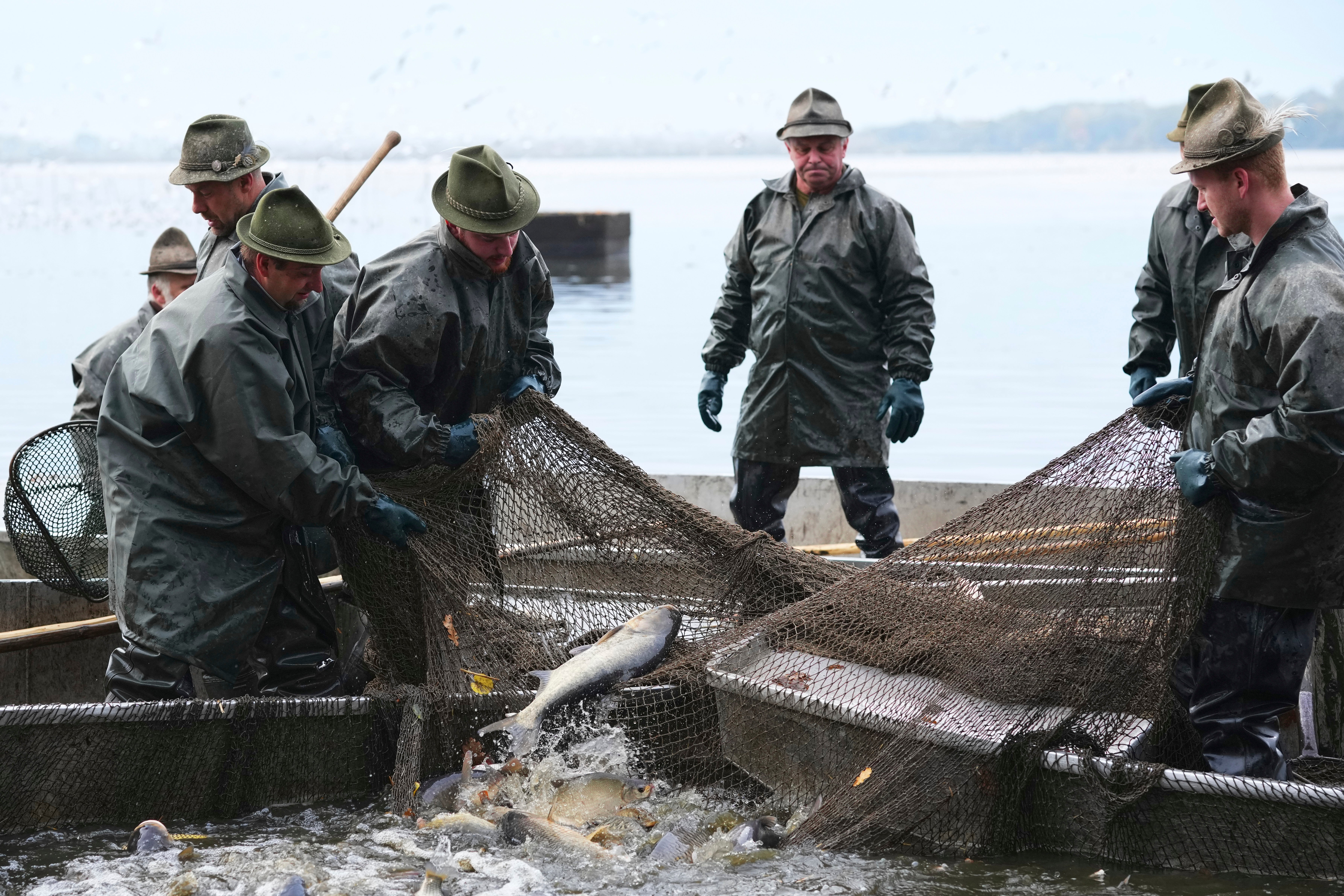 Fishermen sort fish during a traditional fish haul of the Rozmberk pond near the town of Trebon, Czech Republic