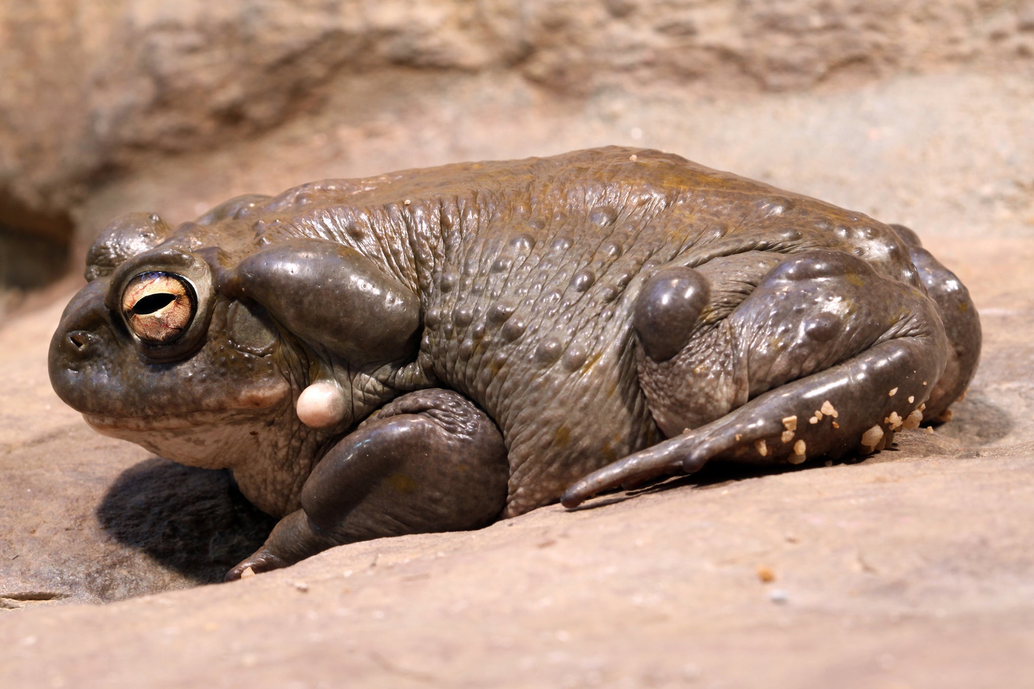 The Sonoran Desert toad toxin can be deadly to both humans and pets