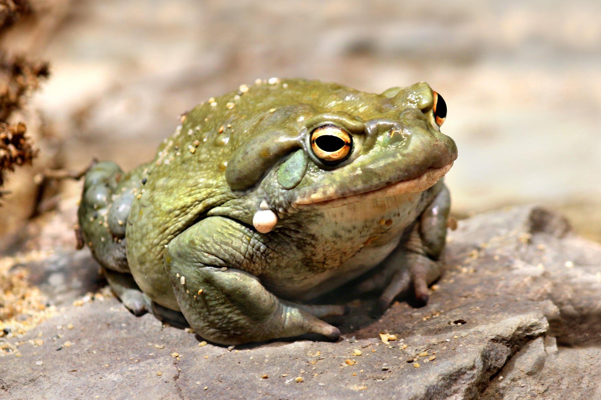 Licking a Sonoran Desert toad is extremely dangerous because of the psychoactive toxin it secretes