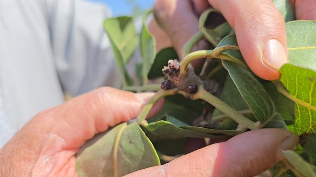 <p>Drought has severely affected Aleppo’s prized “red gold” crop of pistachios</p>