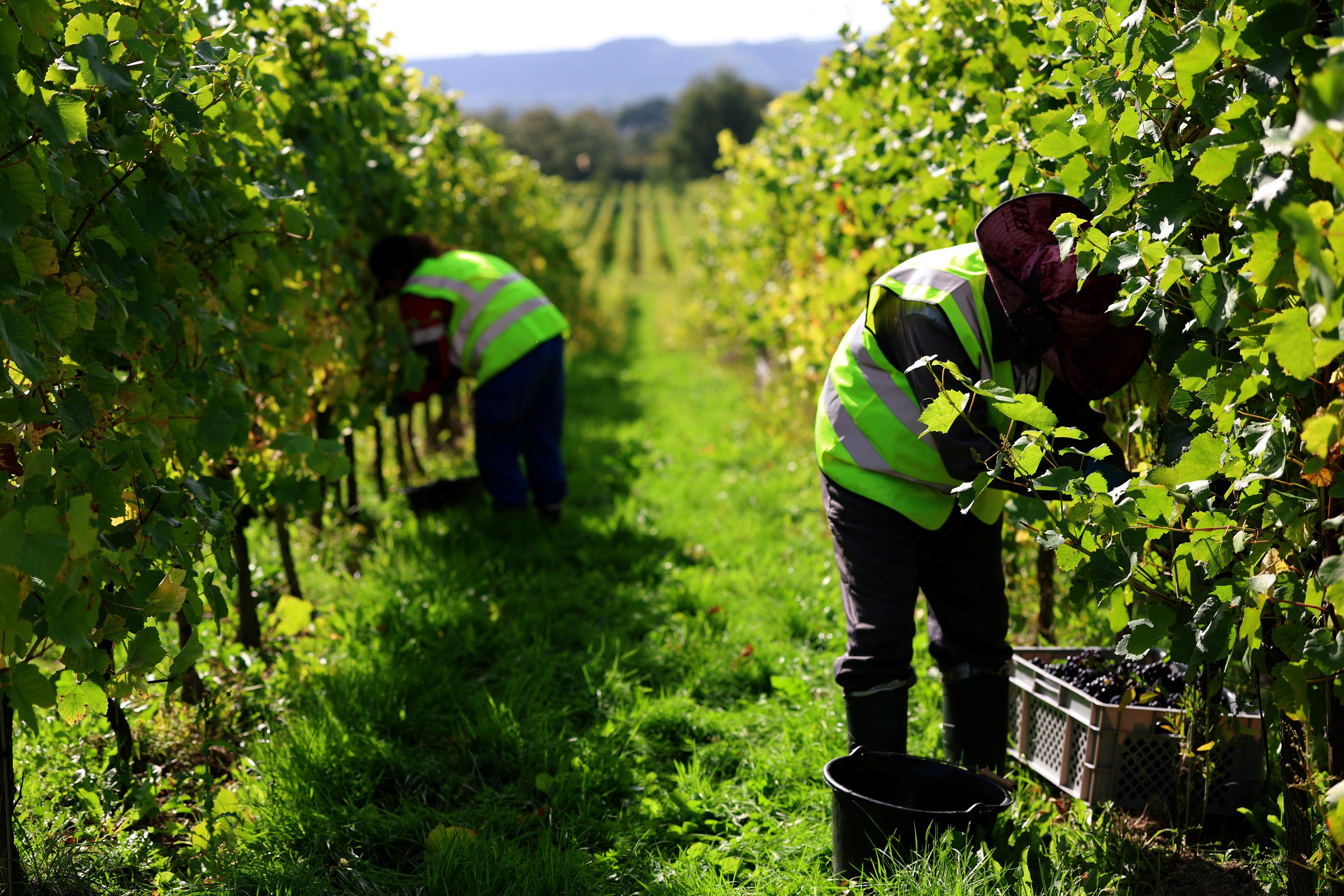 Days before pickers started to harvest this year's crop, sparkling wine from southern England beat French Champagne to win one of the industry's most prestigious awards, lifting its prospects in markets like Norway, Japan and China
