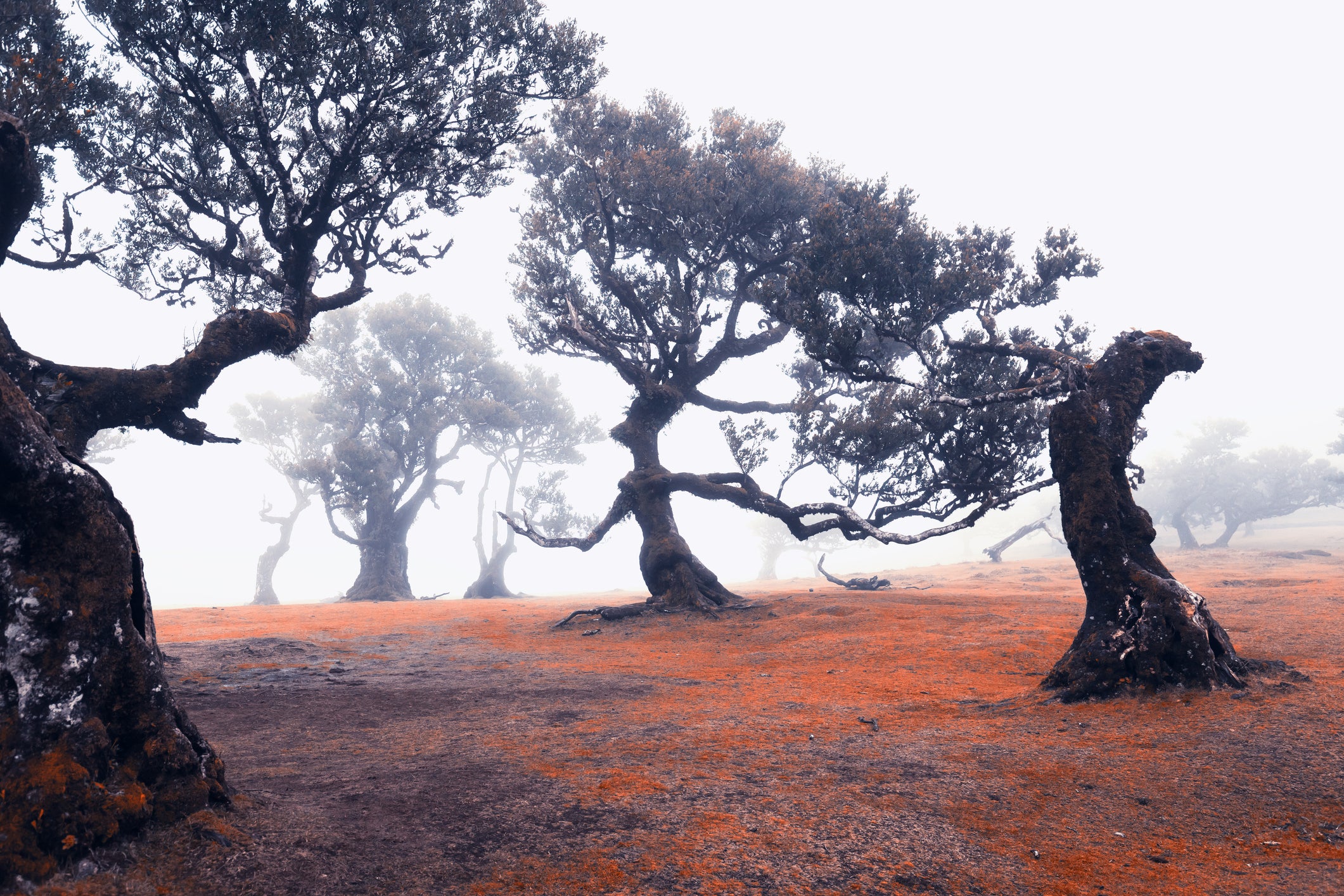 Fanal Forest is famous for its ghostly centenary laurel trees