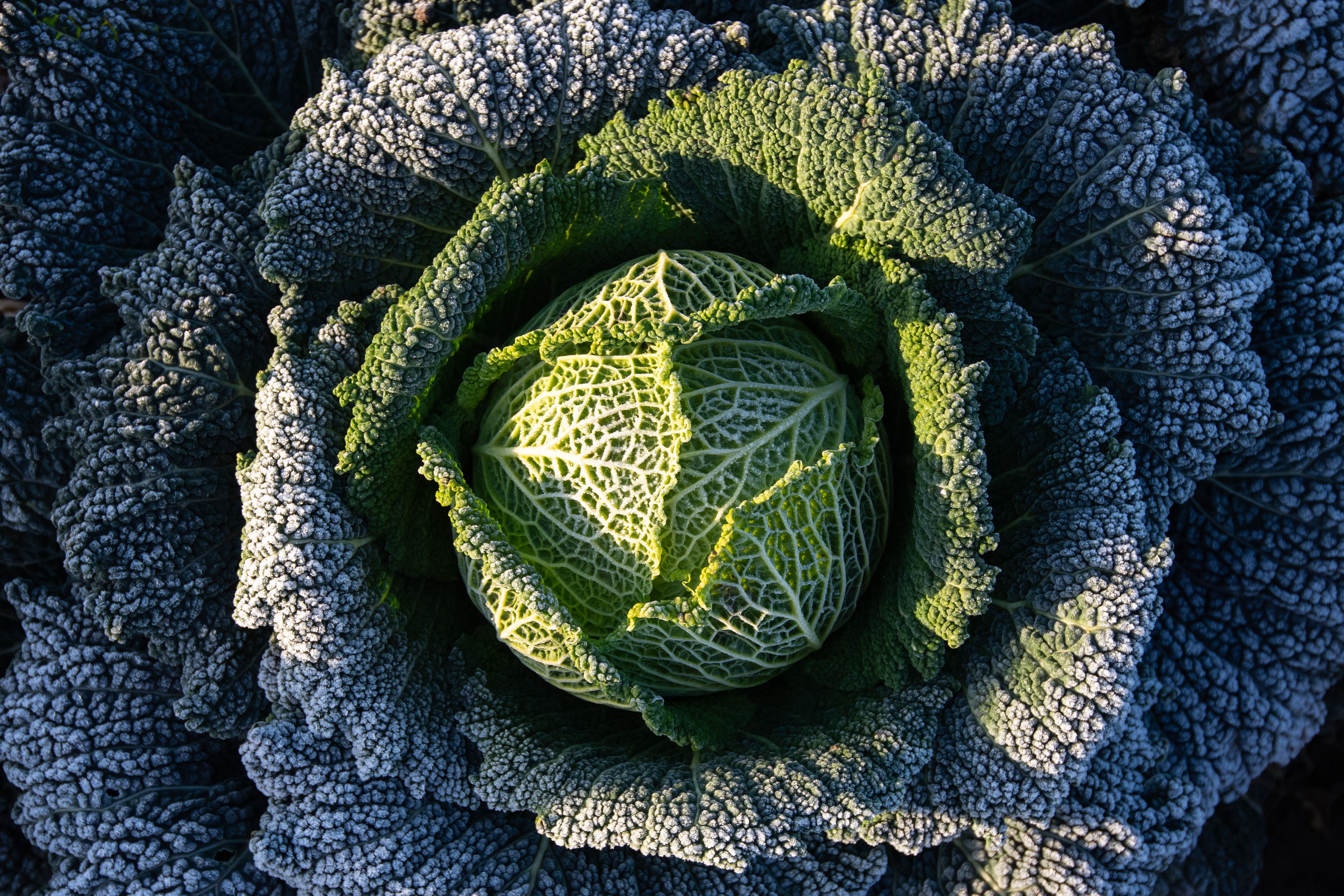 A cabbage could give clues about the body shape of a future spouse (Joe Giddens/PA)