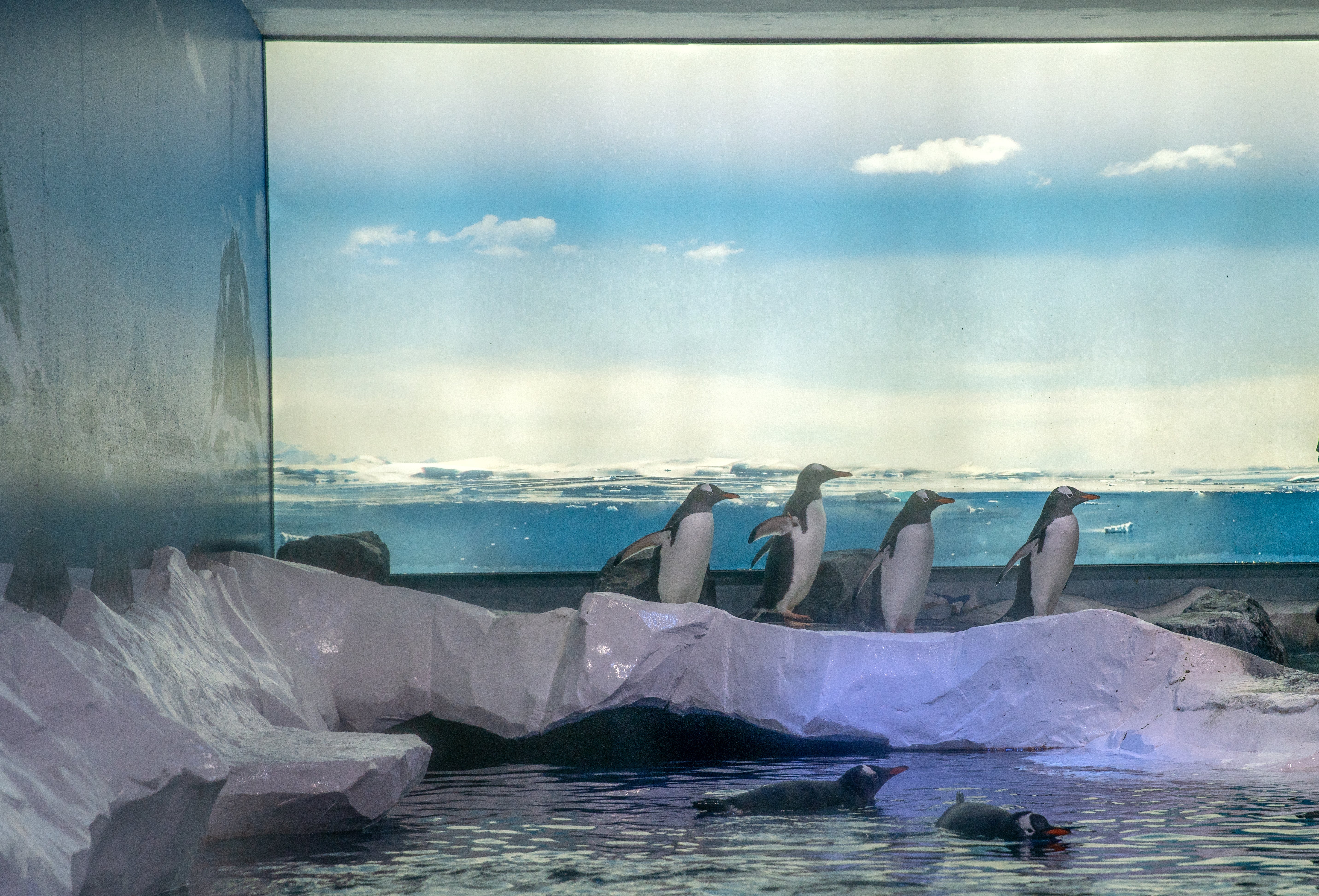 Members of Parliament from across the political spectrum have co-signed an open letter, demanding an immediate review into the welfare conditions of the penguins.