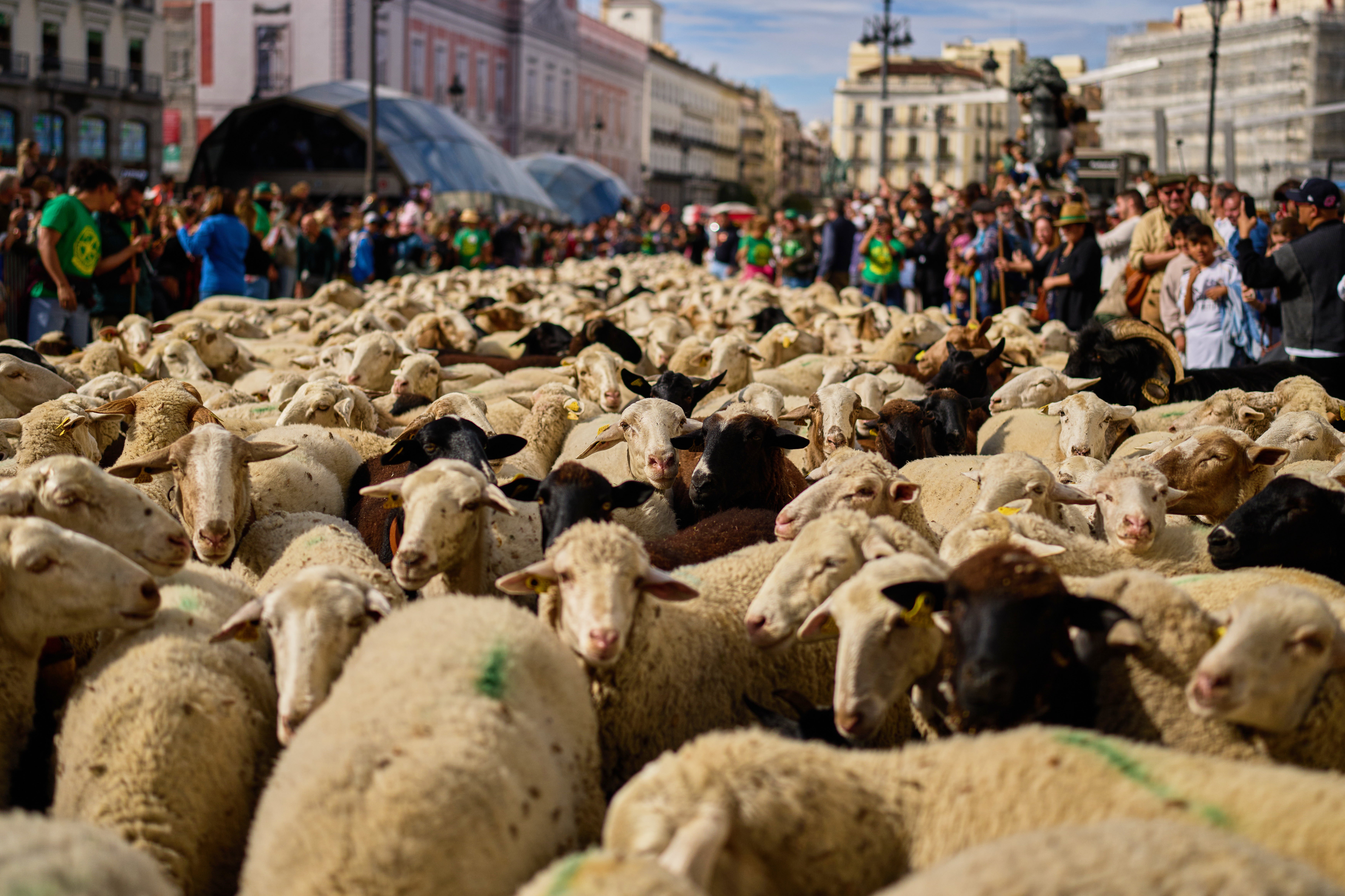 APTOPIX Spain Sheep Crossing