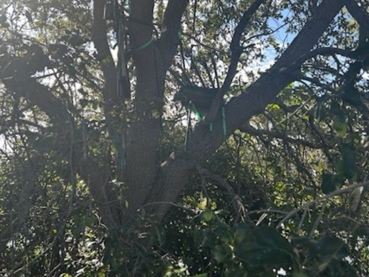 Images appeared to show a structure in a tree, that was reportedly located near to where Trump is known to greet and speak to reporters. An anonymous official told The US Sun that the rig appeared to have been put there ‘months ago’