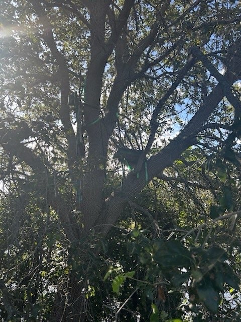 What appears to be a hunting stand was found in direct line of sight from where Trump exits Air Force One in Florida