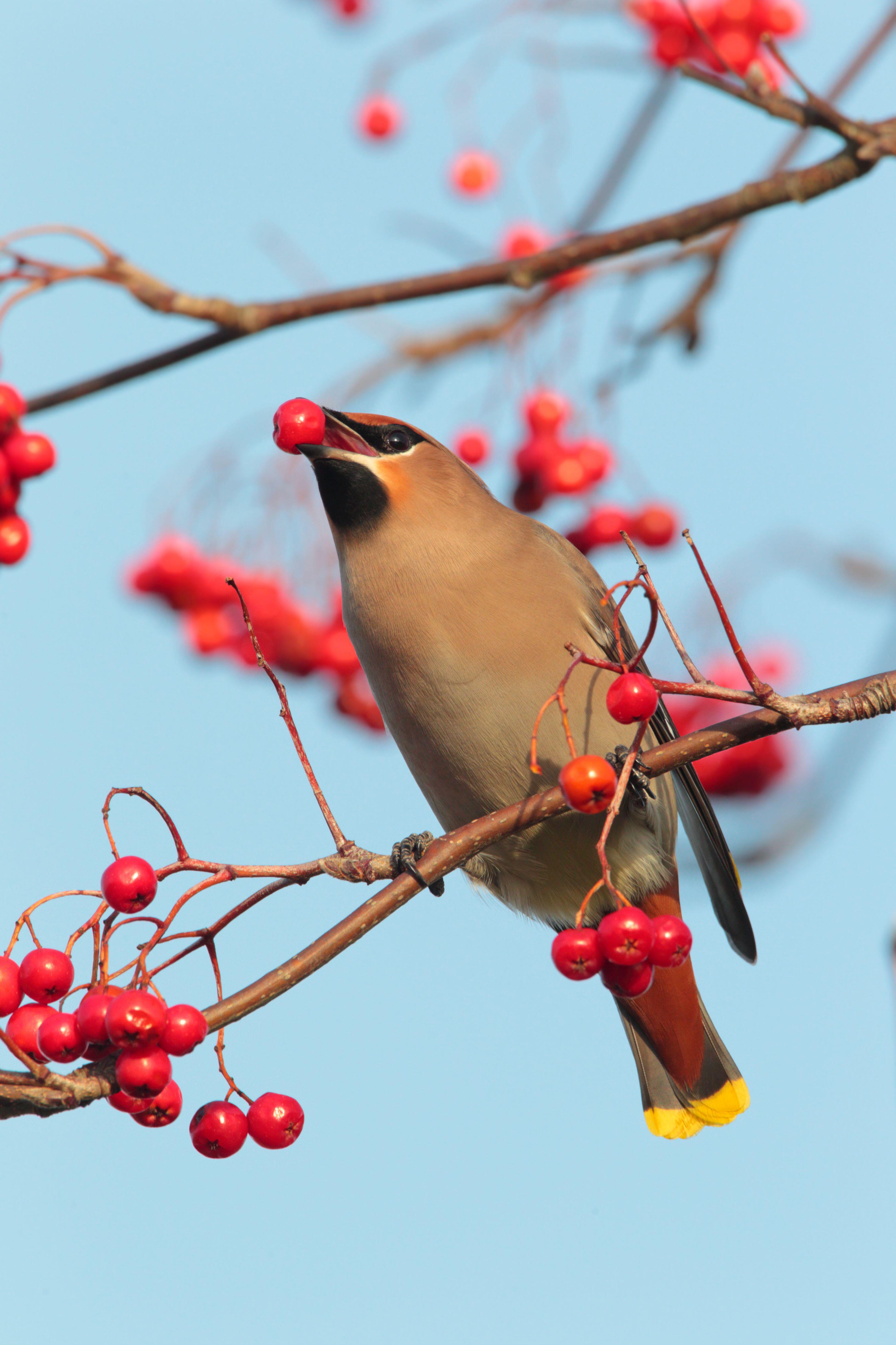 <p>A waxwing feeding on winter berries</p>
