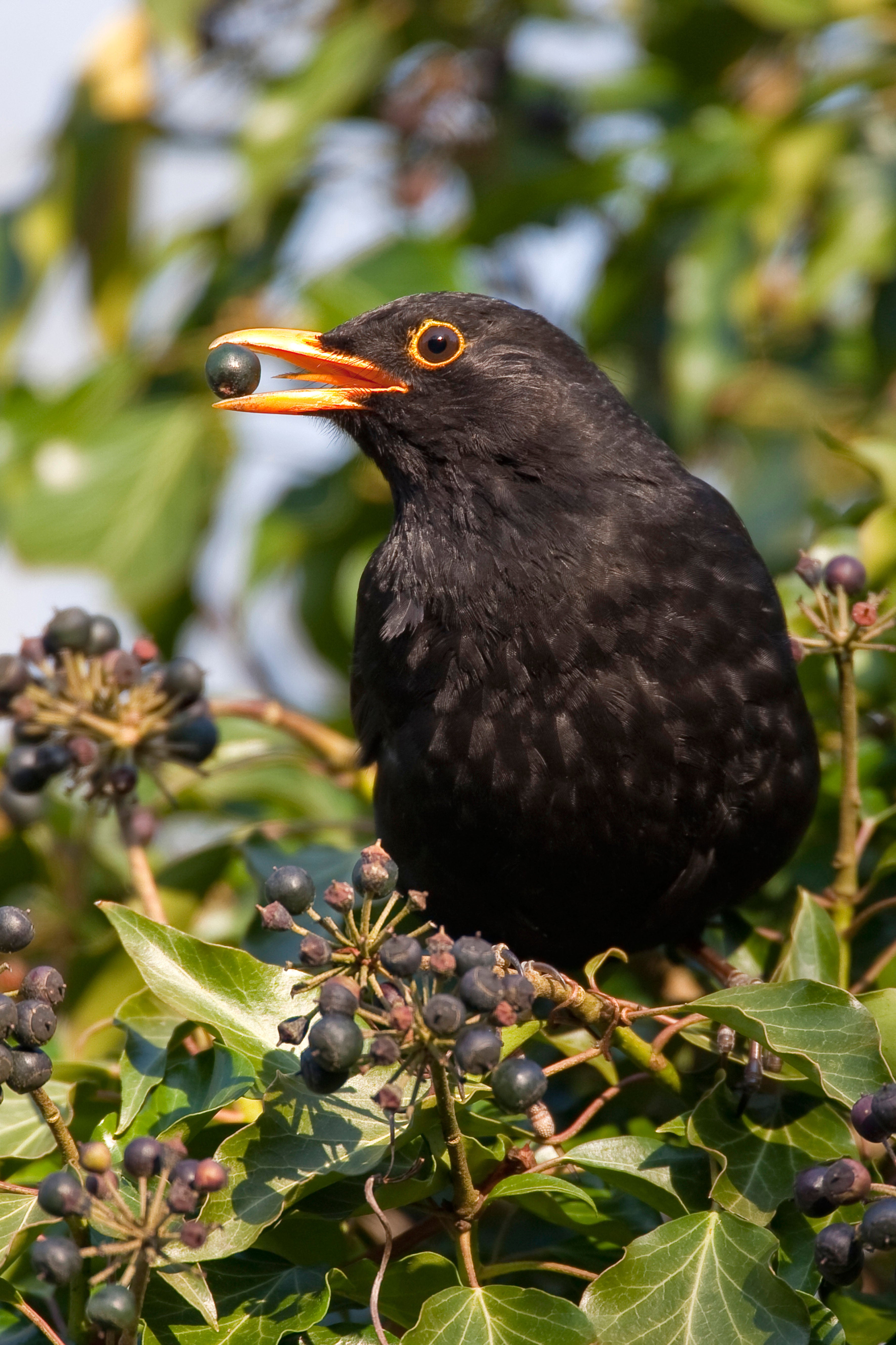 A blackbird feeding on ivy berries
