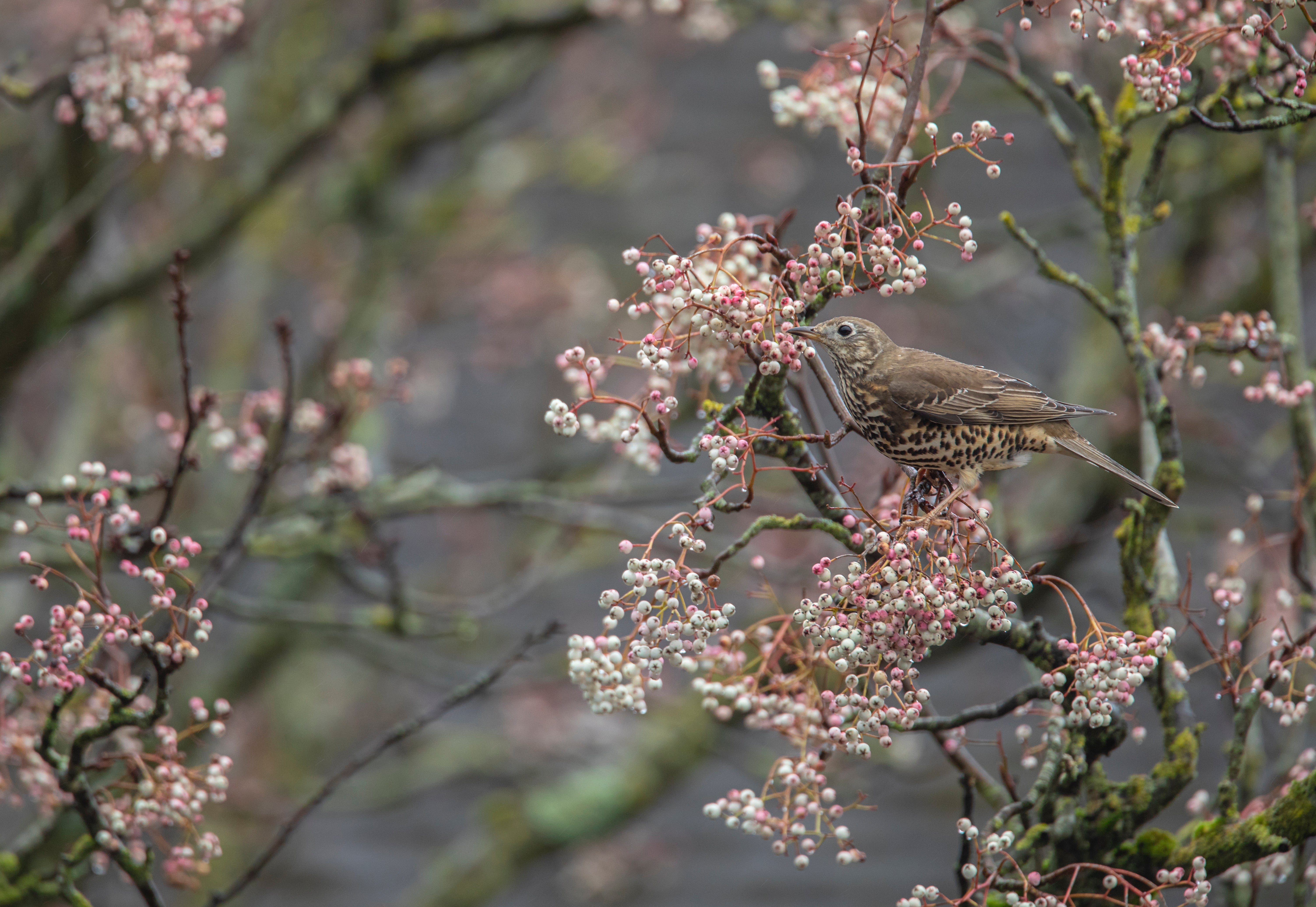 A mistle thrush in a rowan tree