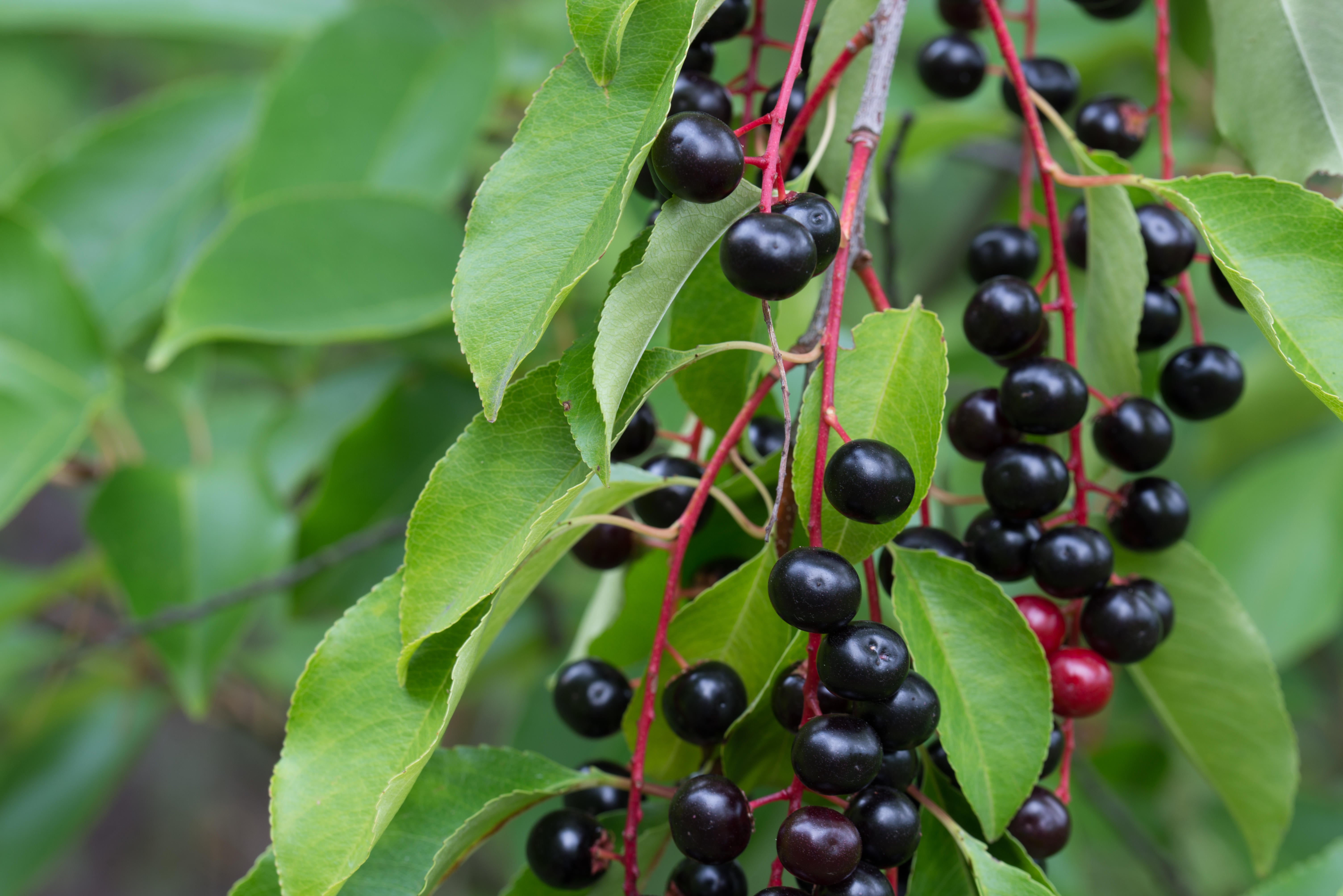 The bird cherry is native to the northern half of the UK