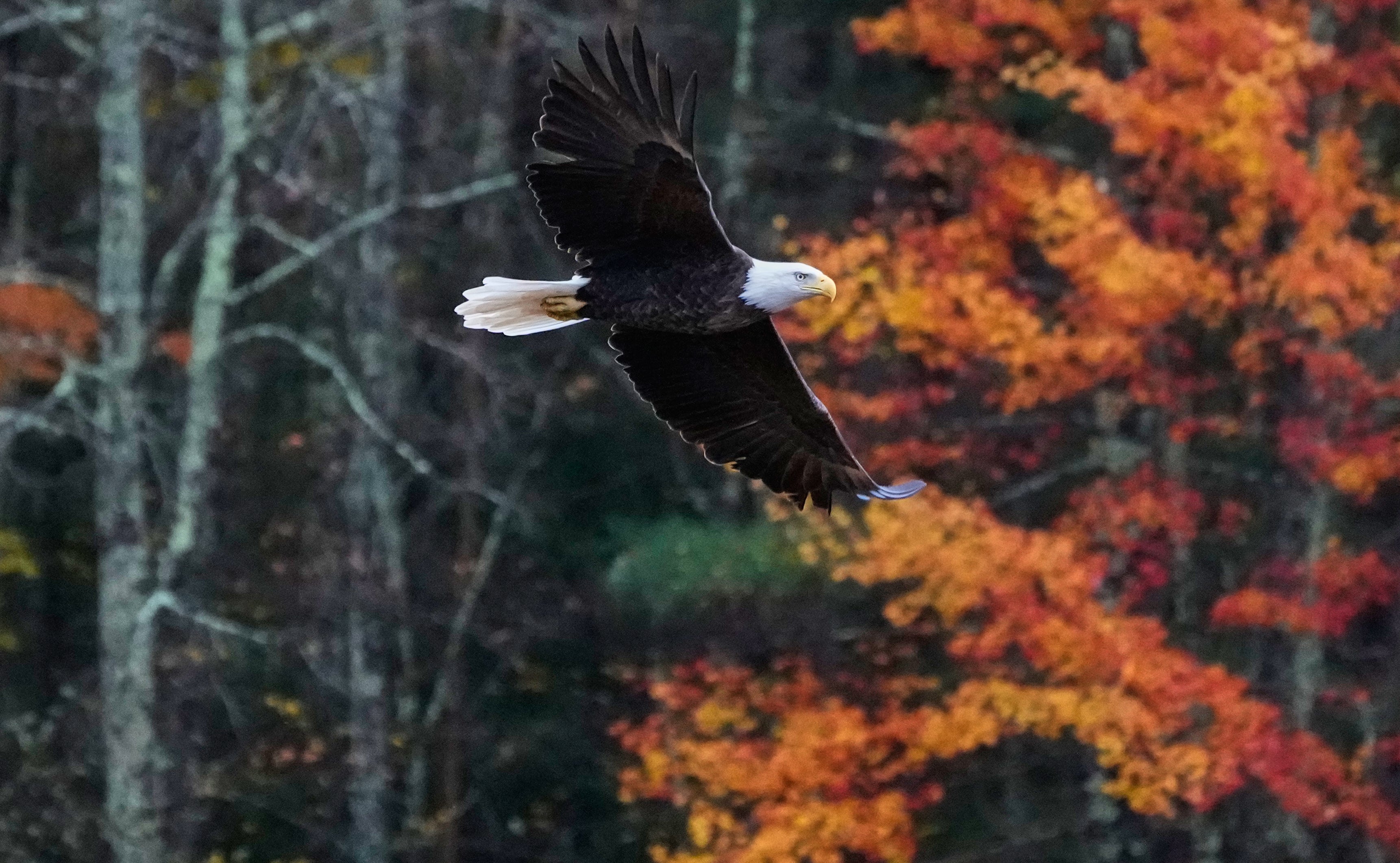 A bald eagle soars past a tree with fall foliage leaves changing colors at Adams Pond, Monday, Oct. 20, 2025, in East Derry, N.H