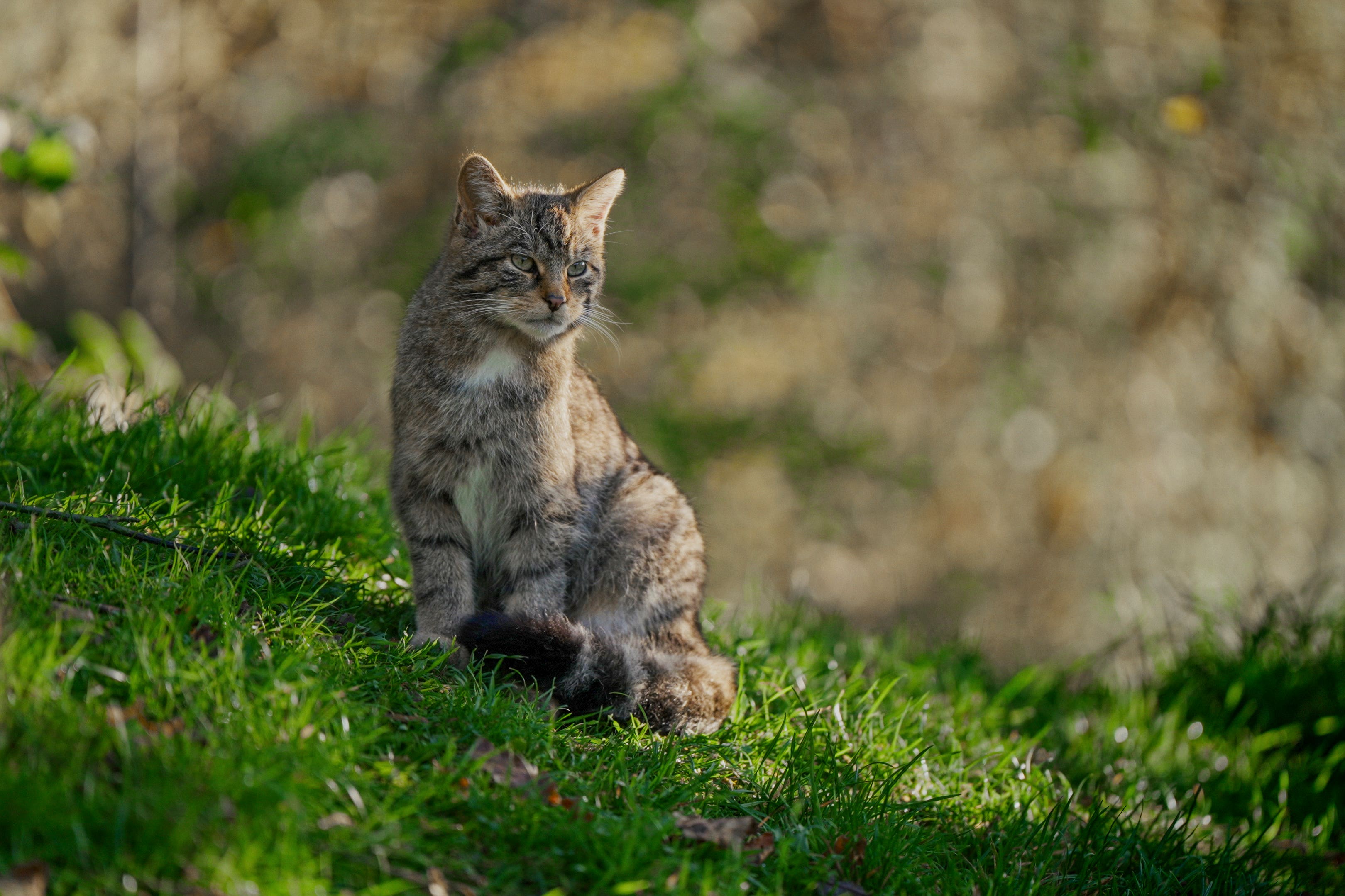 Wildcats released into the Highlands have been breeding