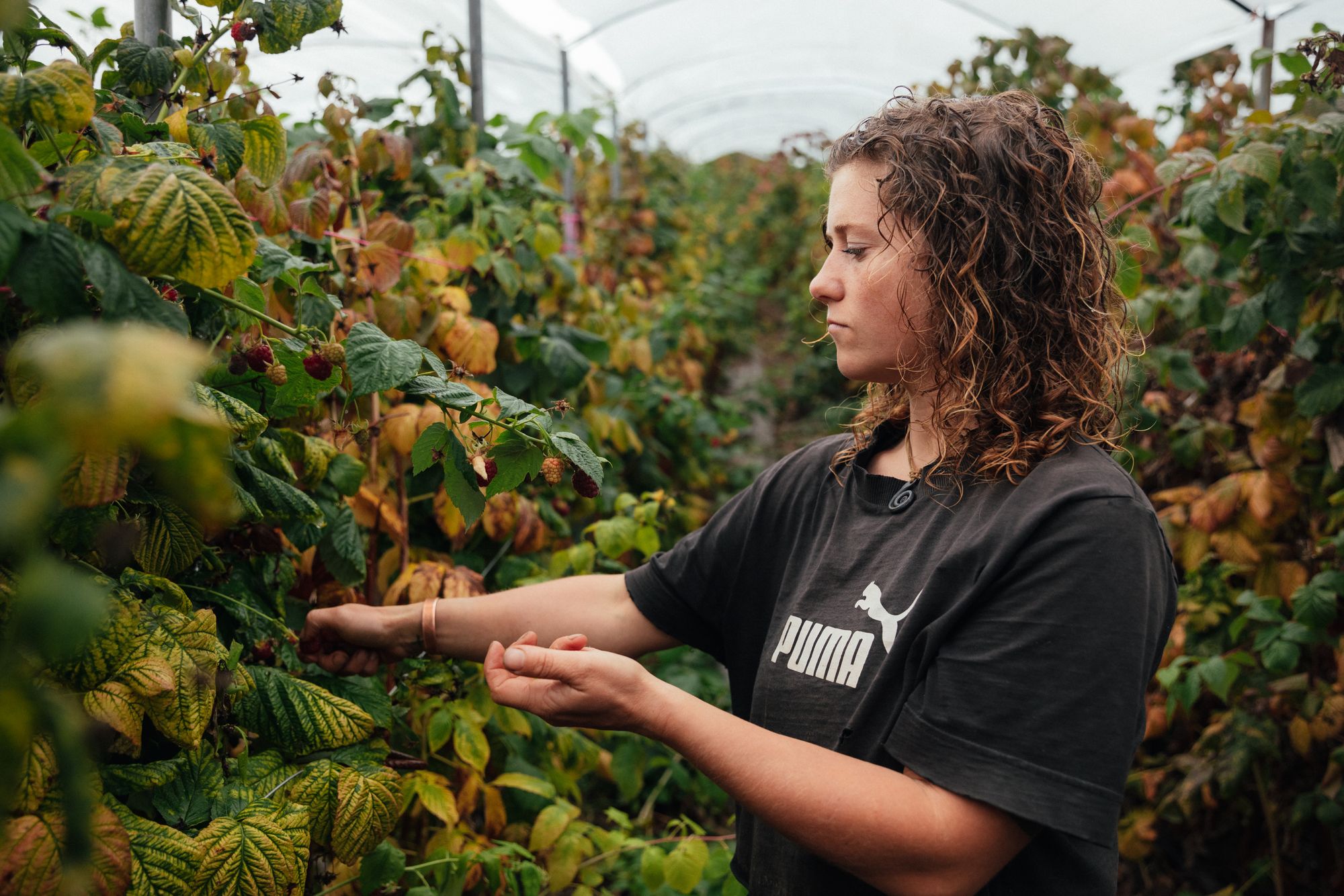 Farm manager Maddie Canvin saw berries ripen weeks too soon, forcing a frantic early harvest at Baddaford