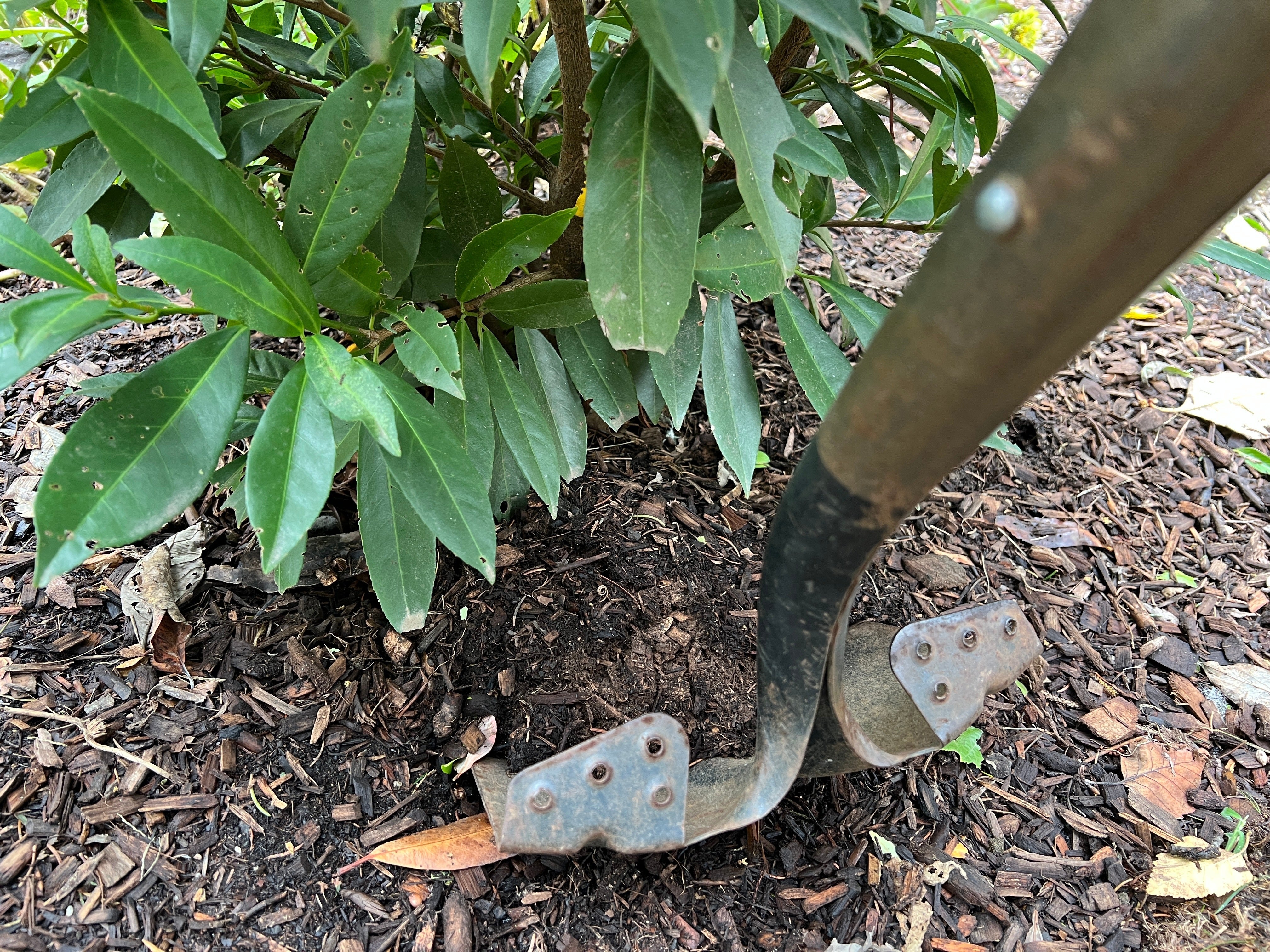Gardening-Transplanting Shrubs