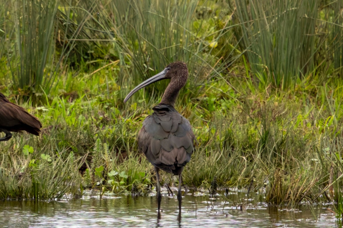 Undated handout photo issued by the Royal Society for the Protection of Birds (RSPB) Scotland of a glossy ibis.