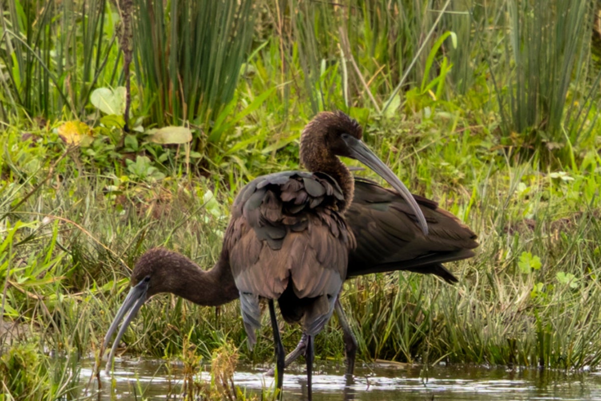 A glossy ibis at RSPB Baron's Haugh Nature Reserve in North Lanarkshire, Scotland.