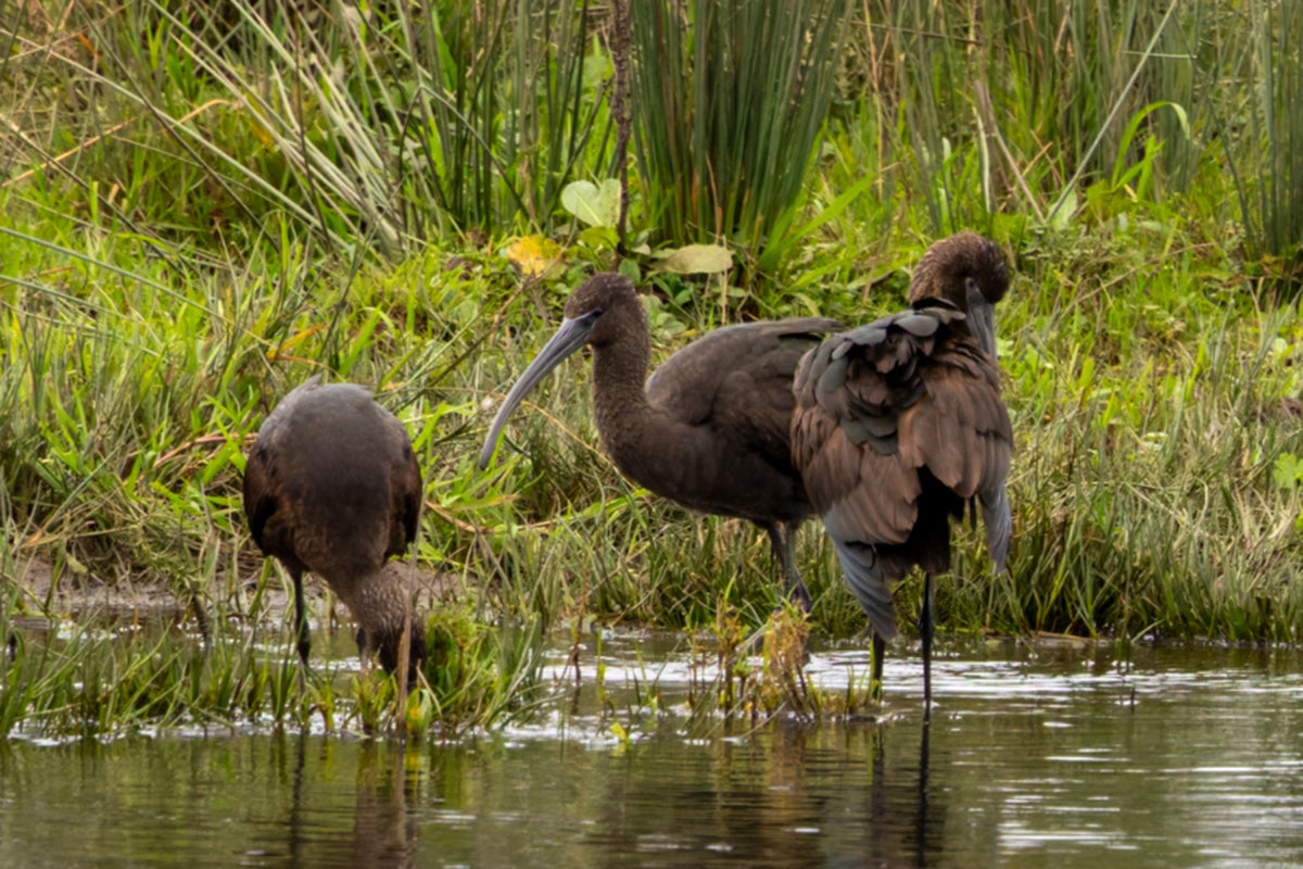 The RSPB Scotland noted that glossy ibis have been appearing in "never-before-seen numbers" across Scotland this year.
