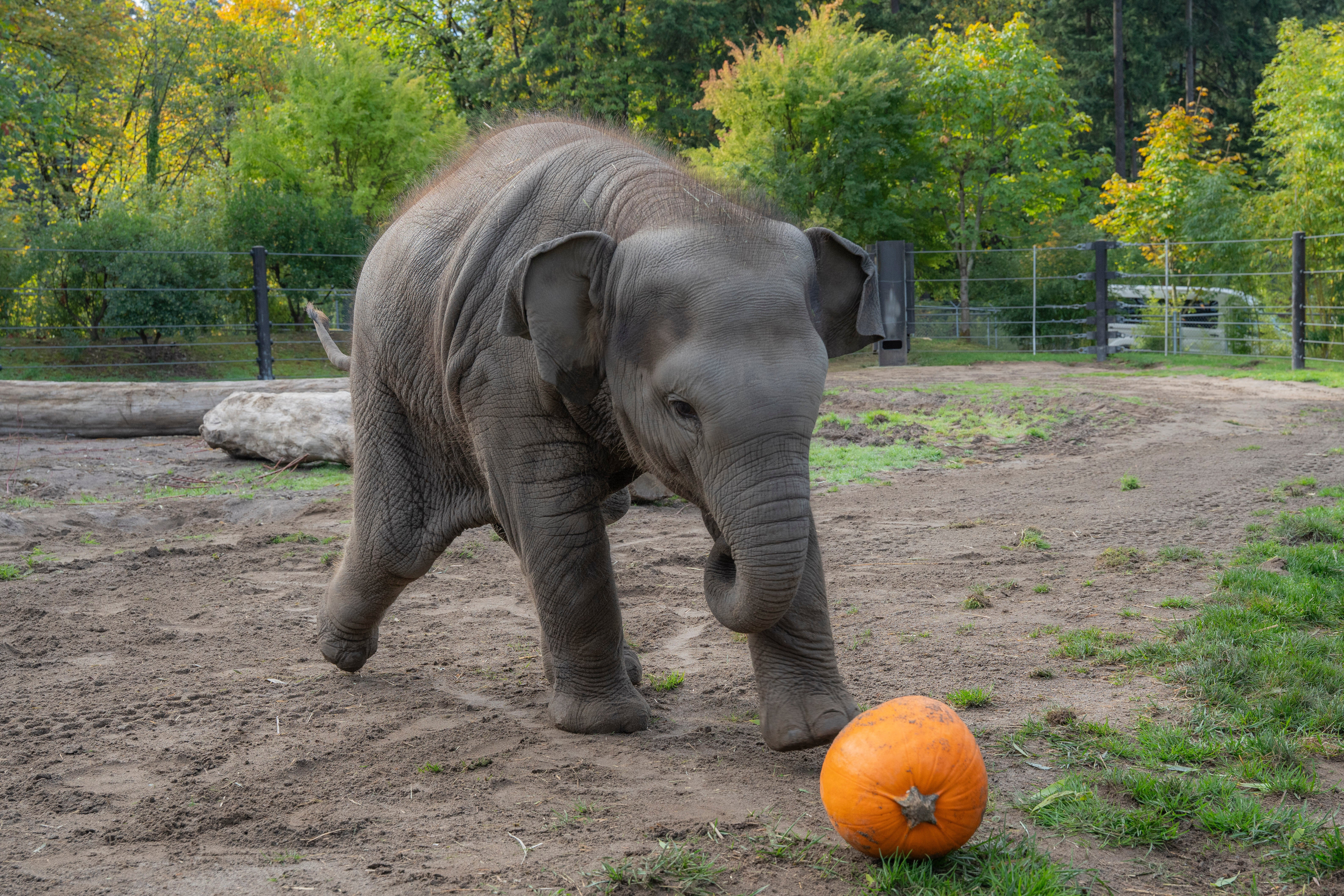 Zoo Elephant Pumpkin Smash