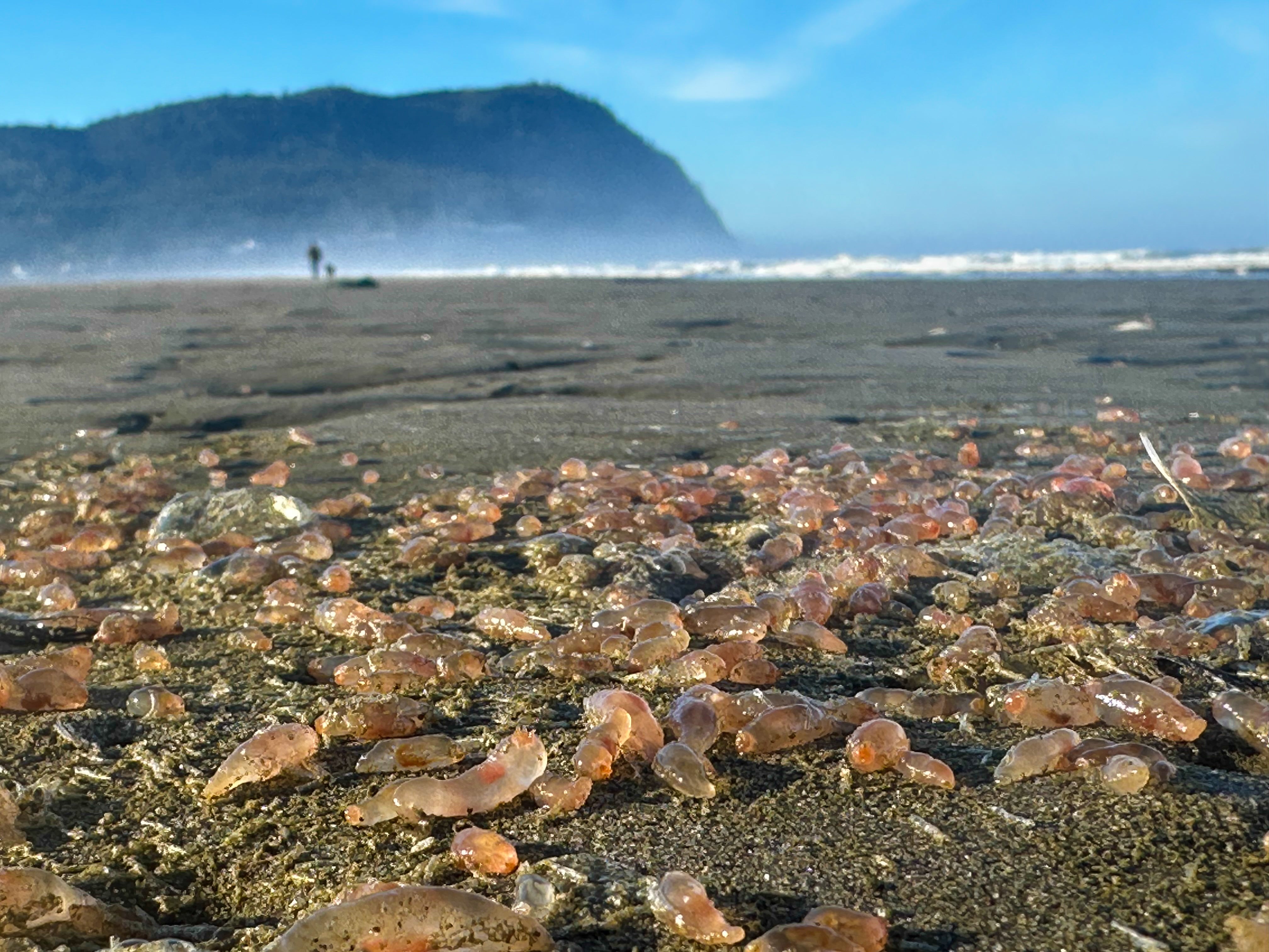 This photo provided by Seaside Aquarium shows skin breathing sea cucumbers sitting on a beach in Seaside, Oregon on Tuesday, Oct. 21, 2025. (Tiffany Boothe/Seaside Aquarium via AP)