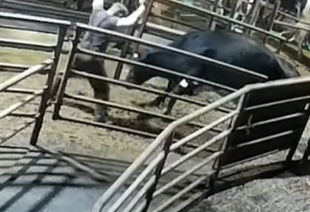 Cows were hit and frightened at Polshea Farm, the footage shows