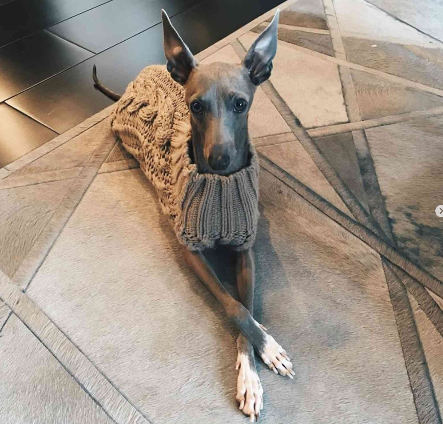 Kylie Jenner announced her dog Norman died at 12 years old