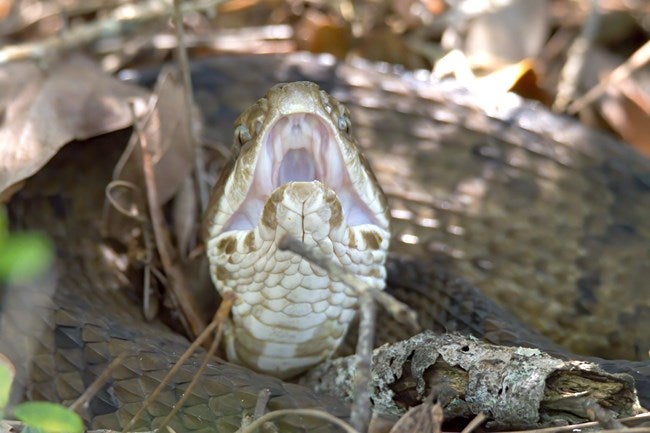 The snakes are called cottonmouths because the inside of their mouths, which they display when threatened, are white