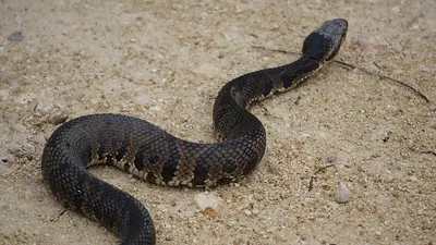 Heavy rain in Florida has caused cottonmouth snakes to flee their natural habitats, and locals are finding them in unusual spaces
