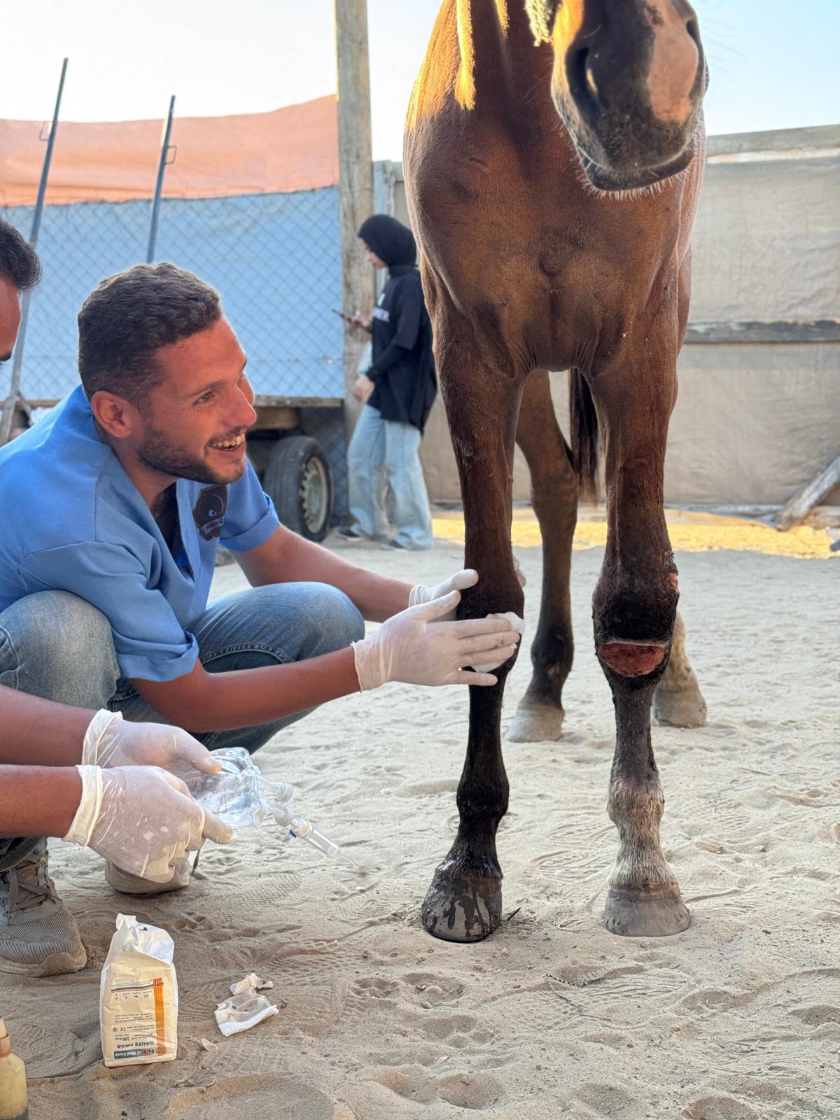 Dr Mu’ath Abu Rukbeh treating a horse at Sulala Animal Rescue