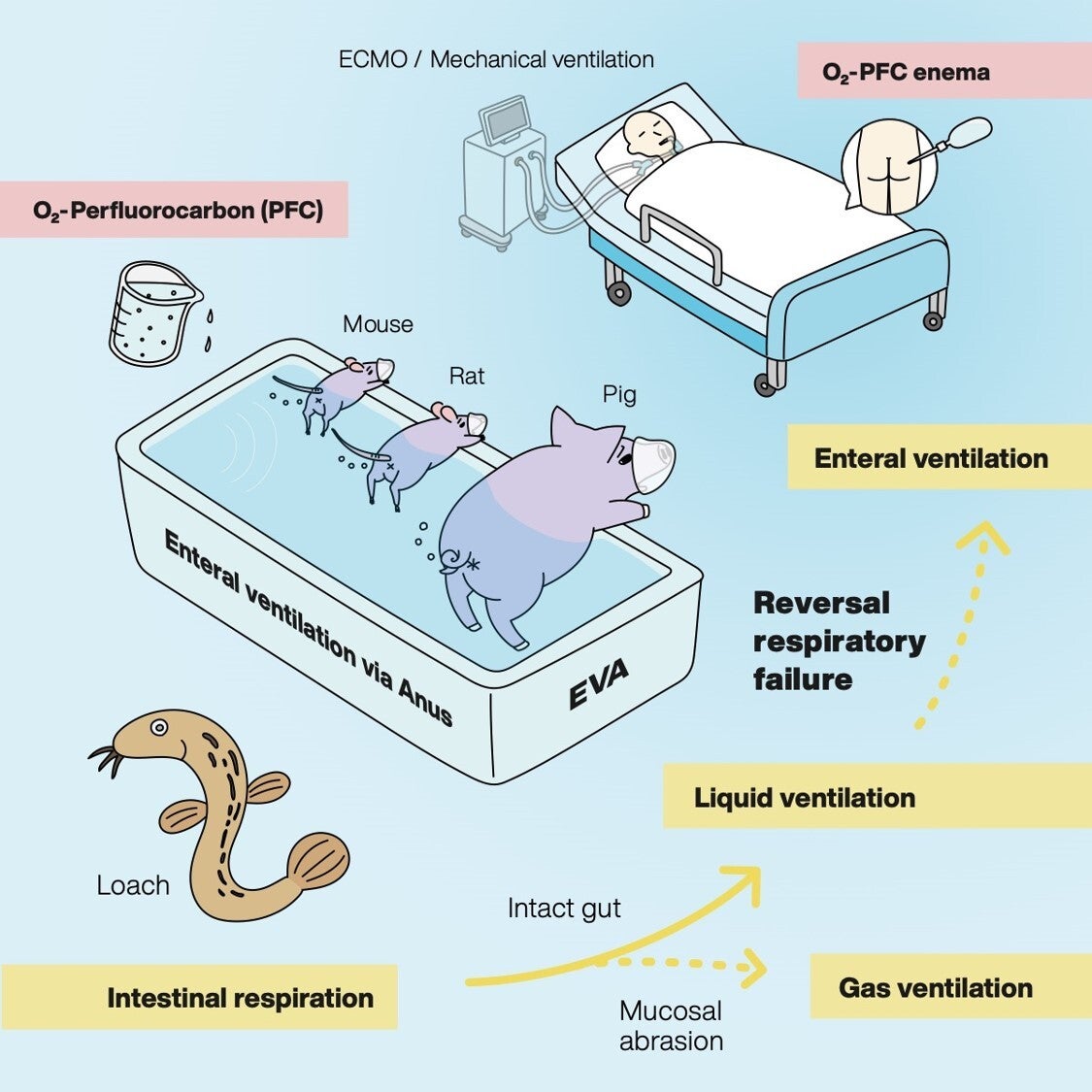 Efficacy of anal breathing method examined in mammals such as mice and pigs