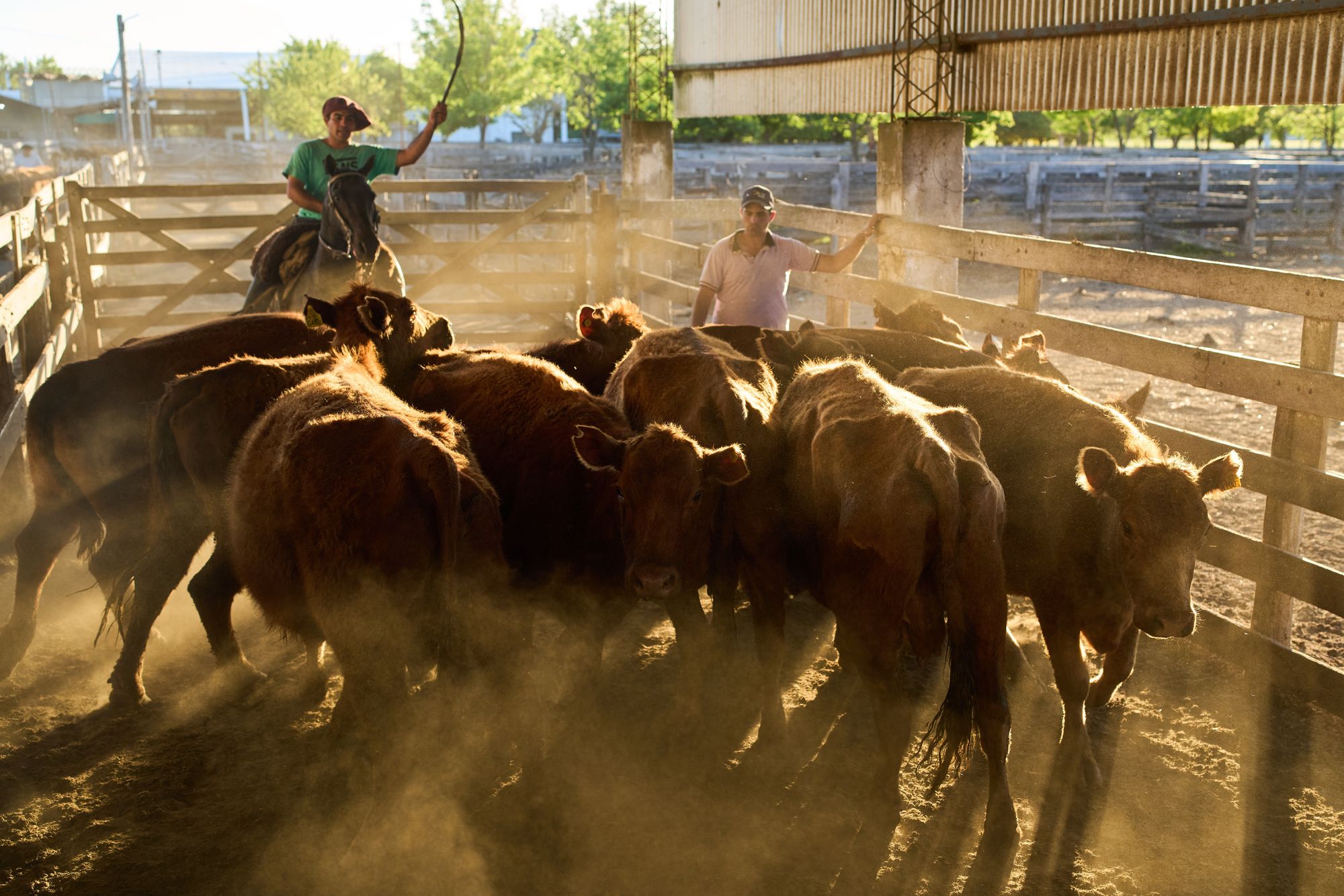 Gauchos load beef cattle onto a truck to be transported to a meat packing plant in Brandsen, Argentina, on Monday October 20 2025