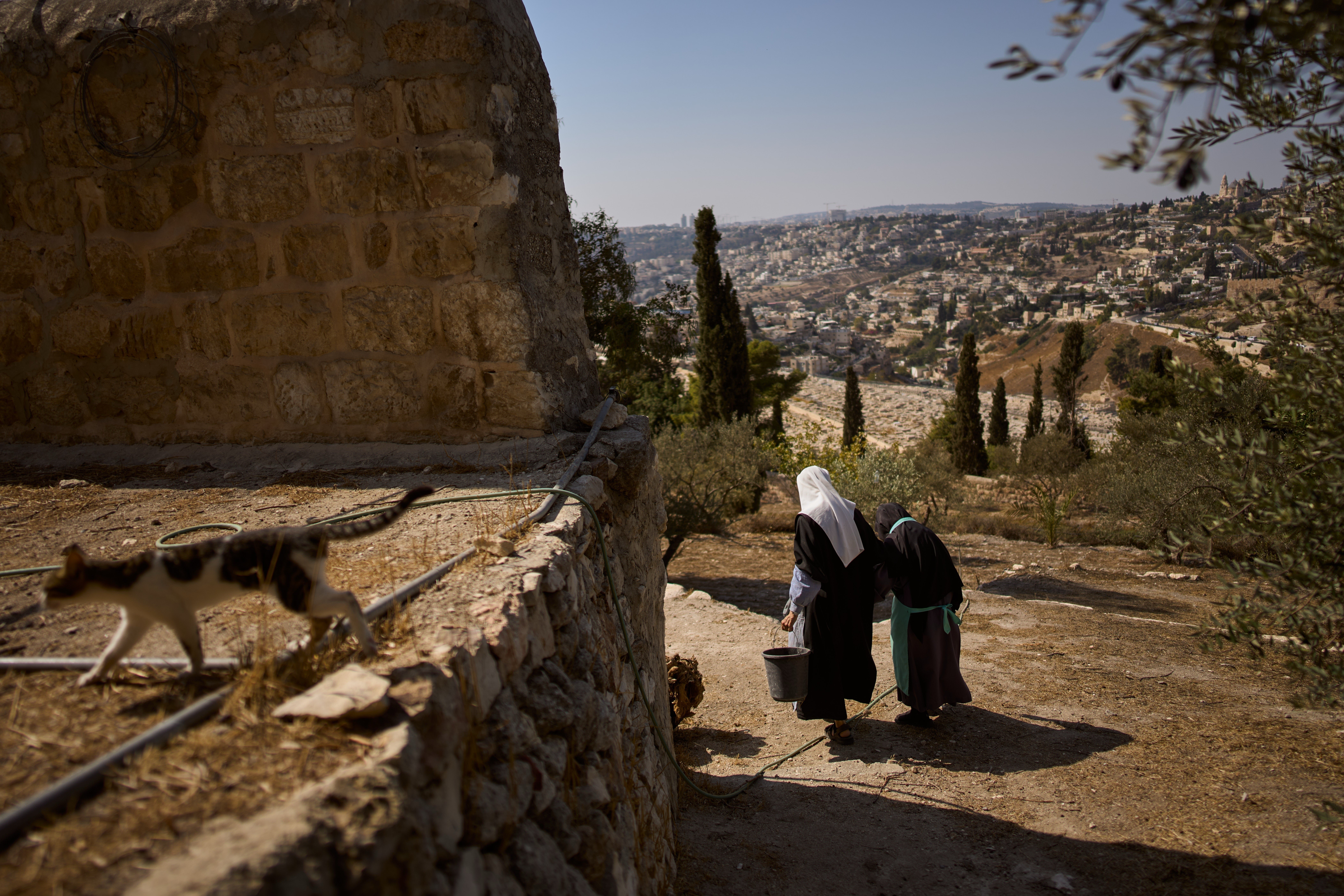 Mount of Olives Harvest Photo Gallery