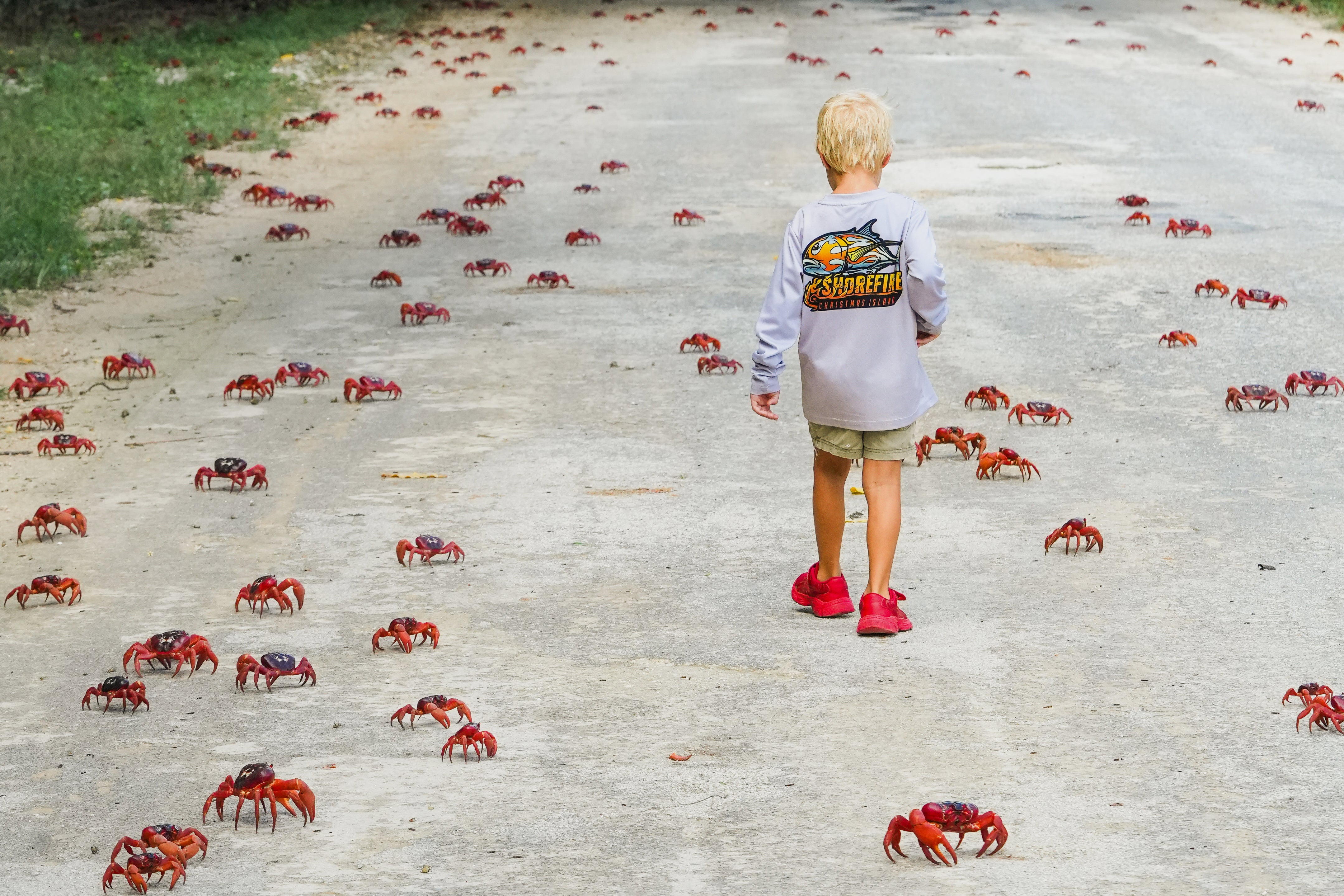 In this image supplied by Parks Australia, a young boy walks amongst red crabs during their annual migration, Oct. 19, 2025 on Christmas Island, Australia