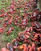 Video: Millions of Christmas Island crabs begin epic migration