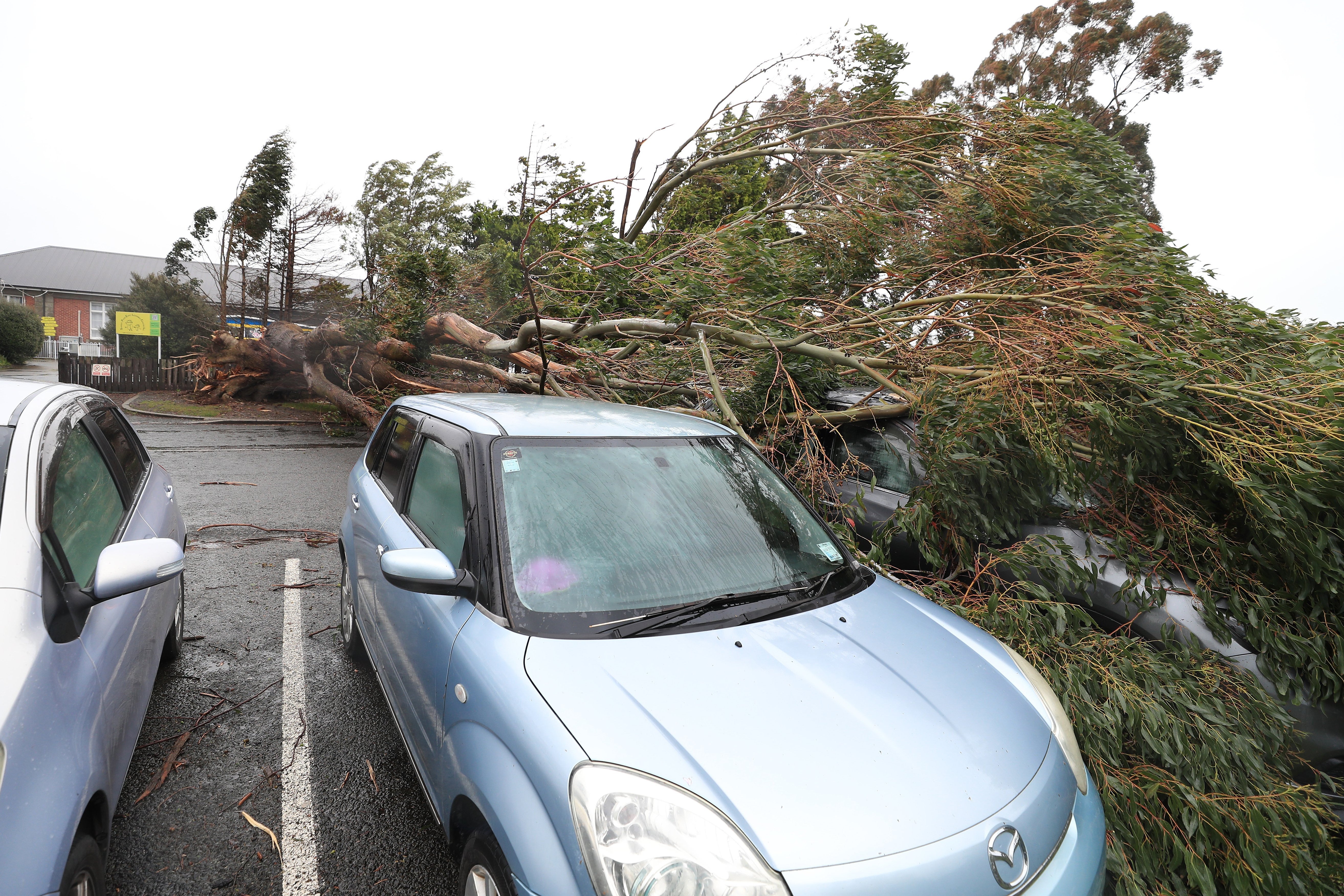 Cars were damaged by a tree that fell during strong winds in Invercargill in the South Island
