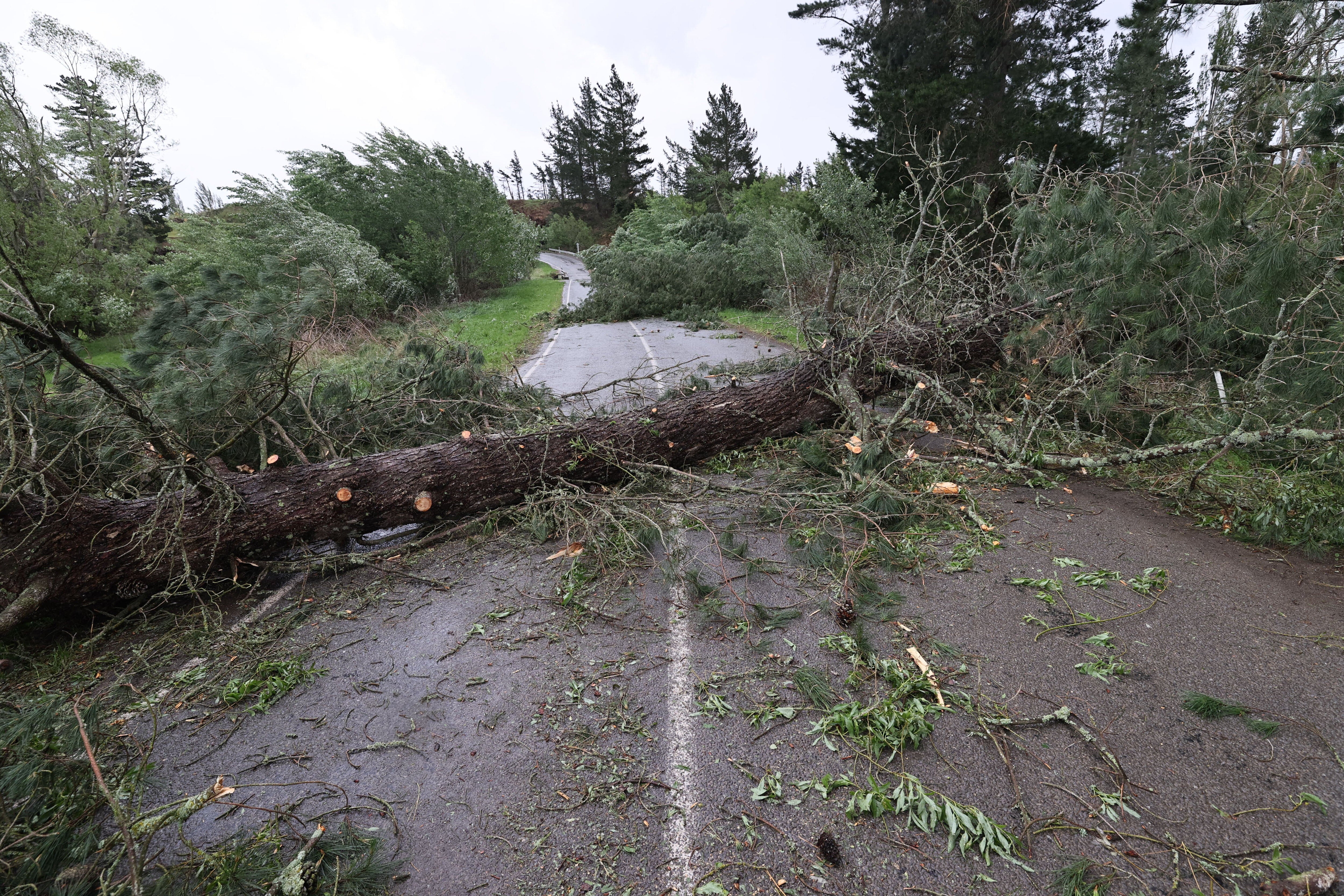 Fallen trees block a road in Waiau, New Zealand