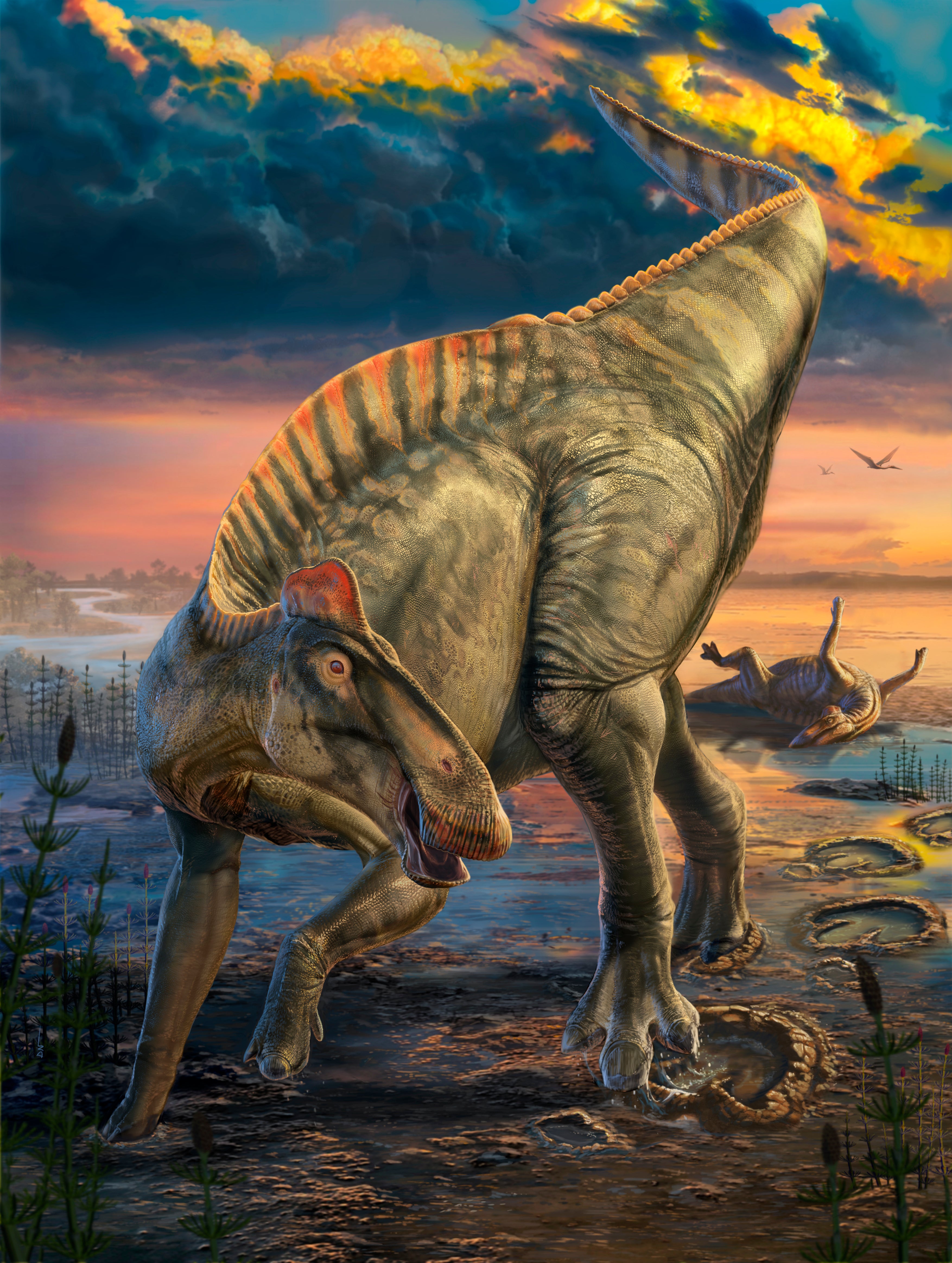 This illustration provided by the University of Chicago shows what a duck-billed dinosaur may have looked like based on mummified remains found in Wyoming. (Dani Navarro/ The University of Chicago via AP)